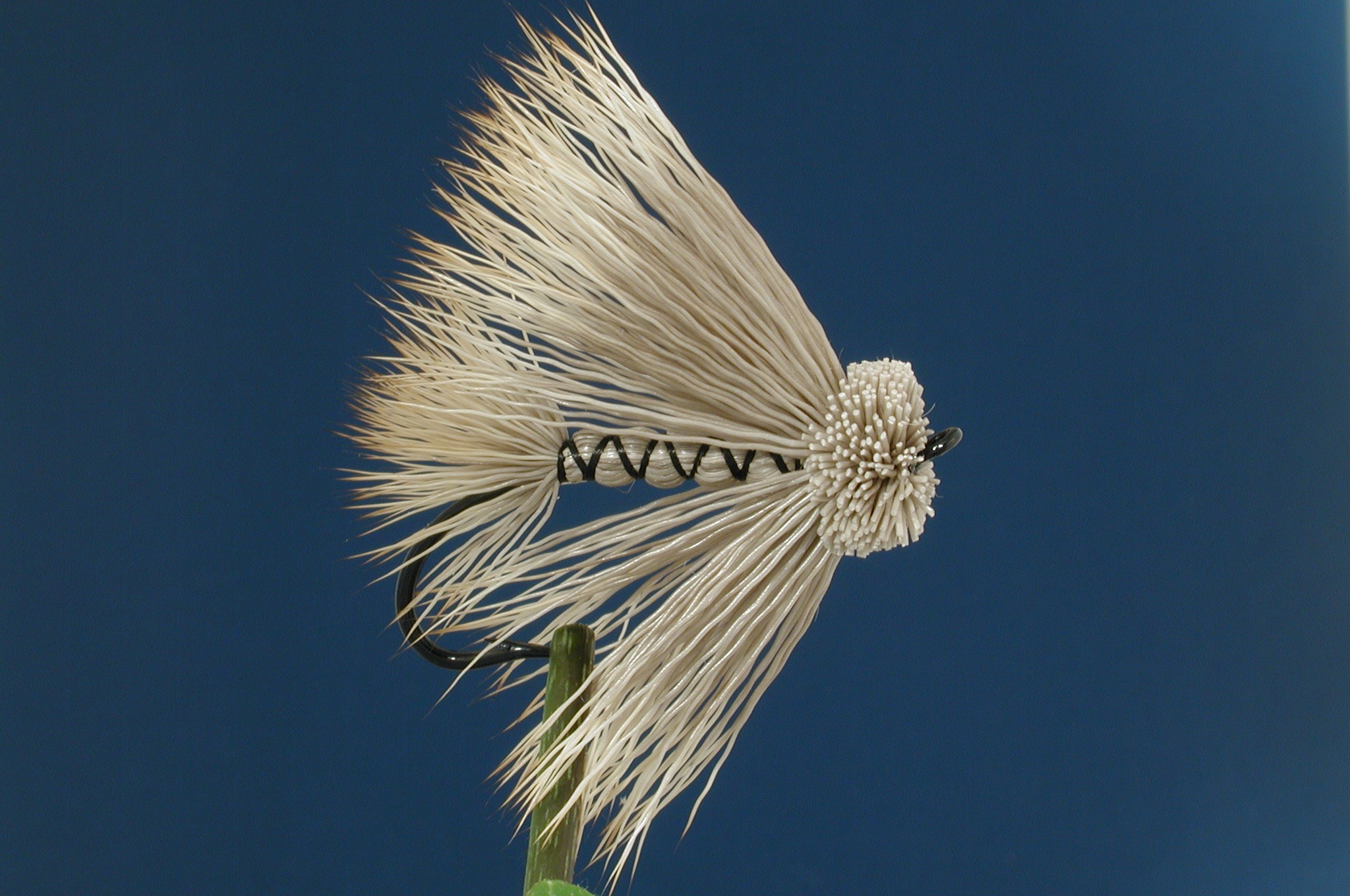 Bulkley Mouse