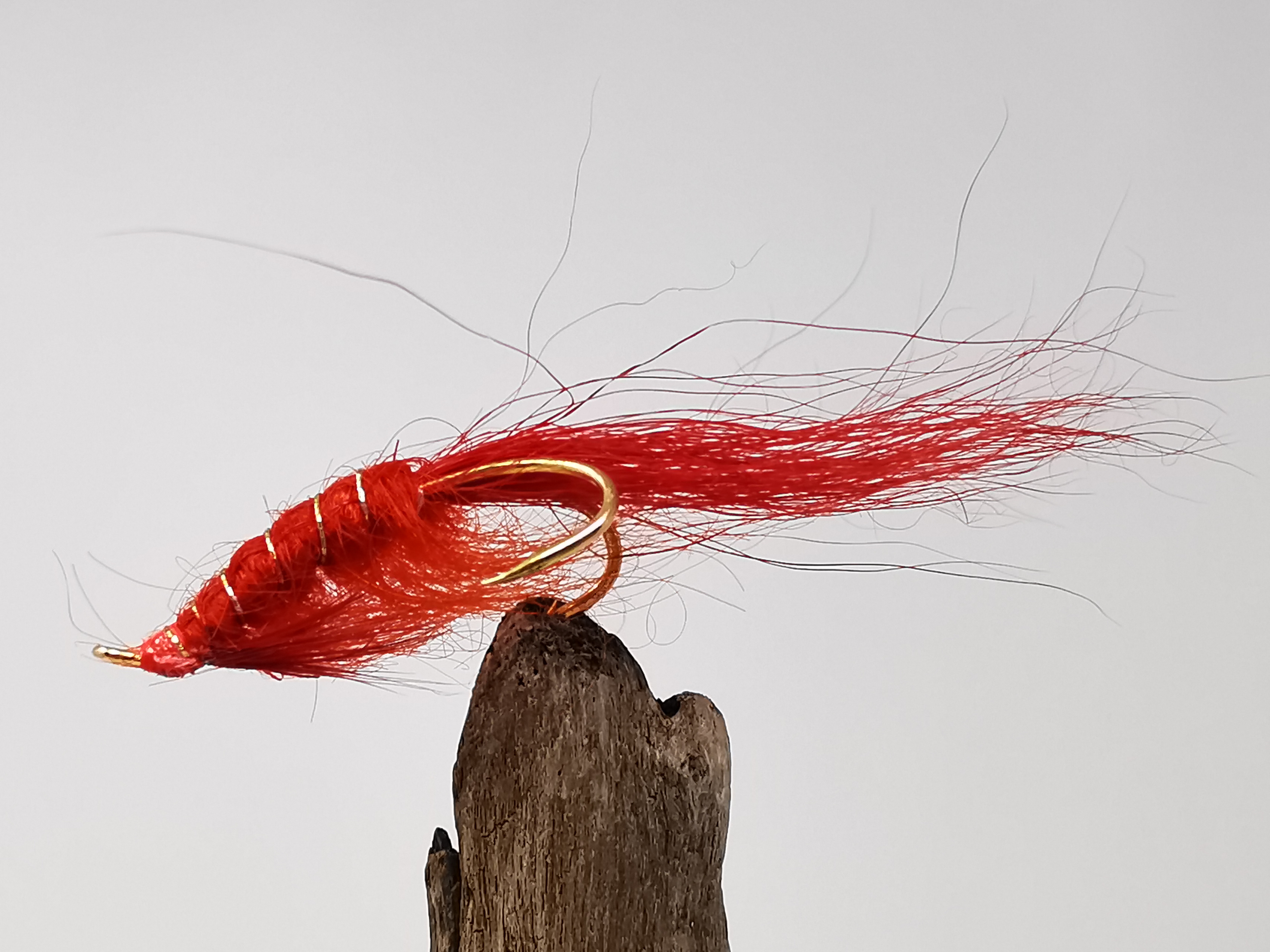 Polar Shrimp