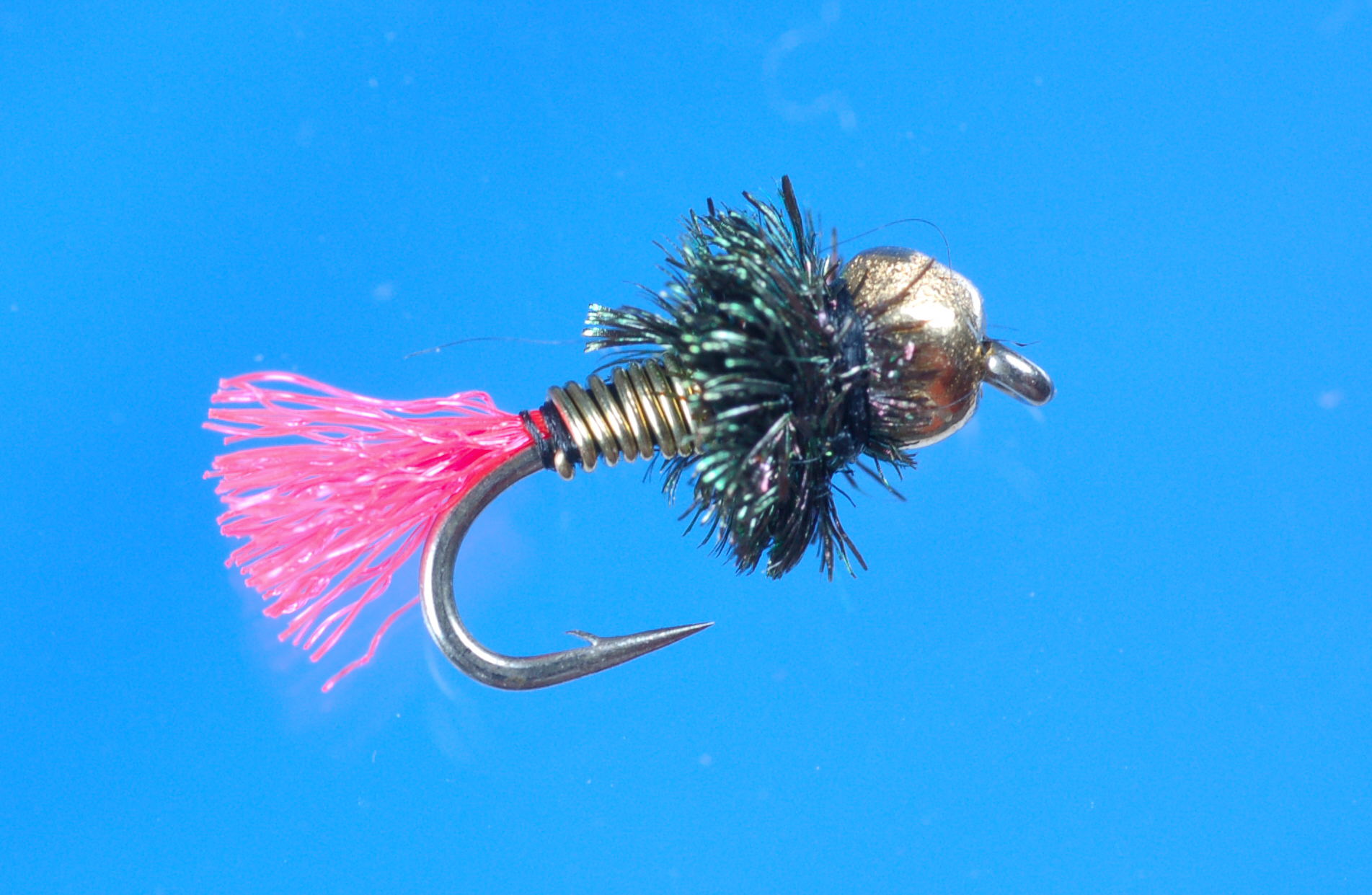 Pea Red Tail