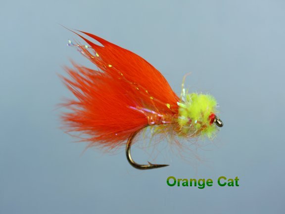 Orange Cat