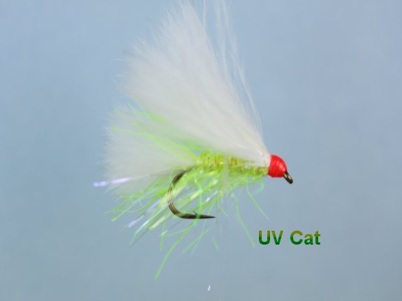 UV Cat