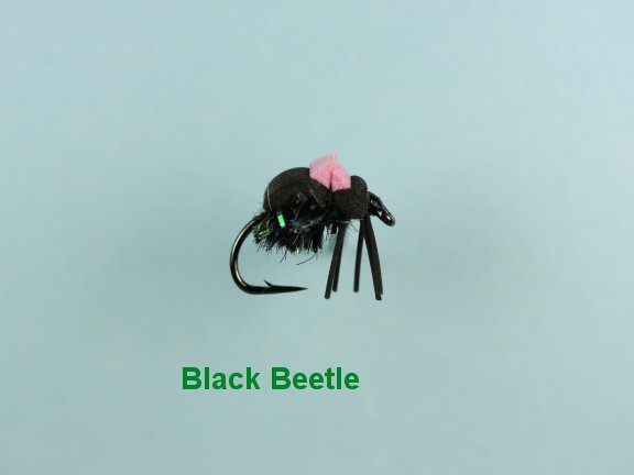 Black Beetle Foam