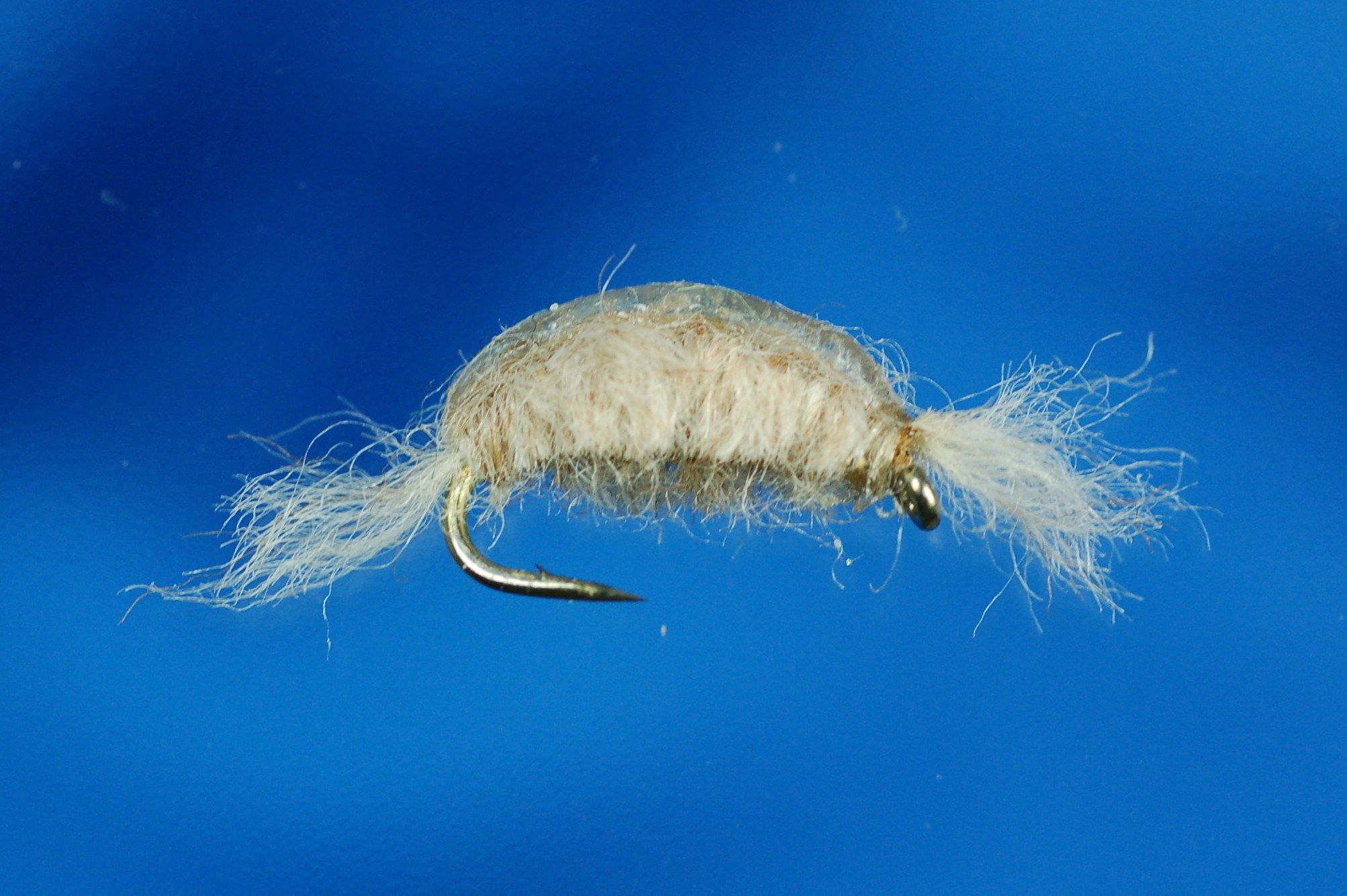 Killer Shrimp