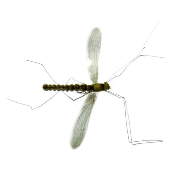 Real Mayfly