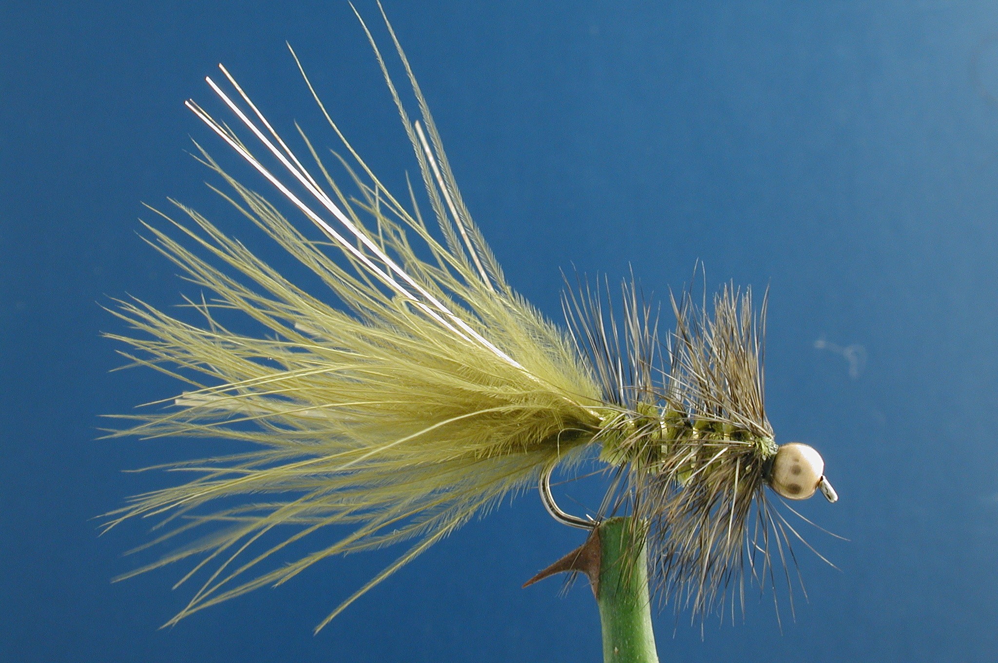 Olive Bugger GH