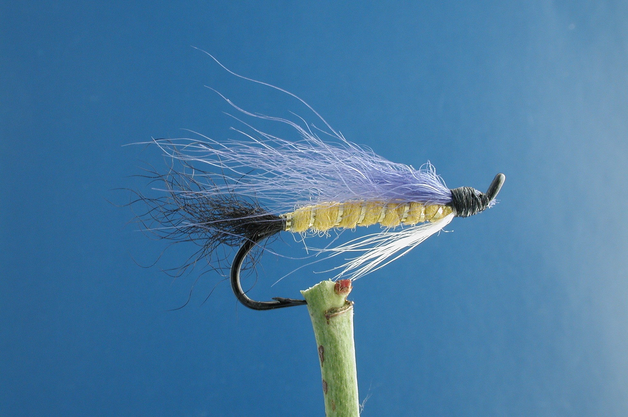 Dolly Varden