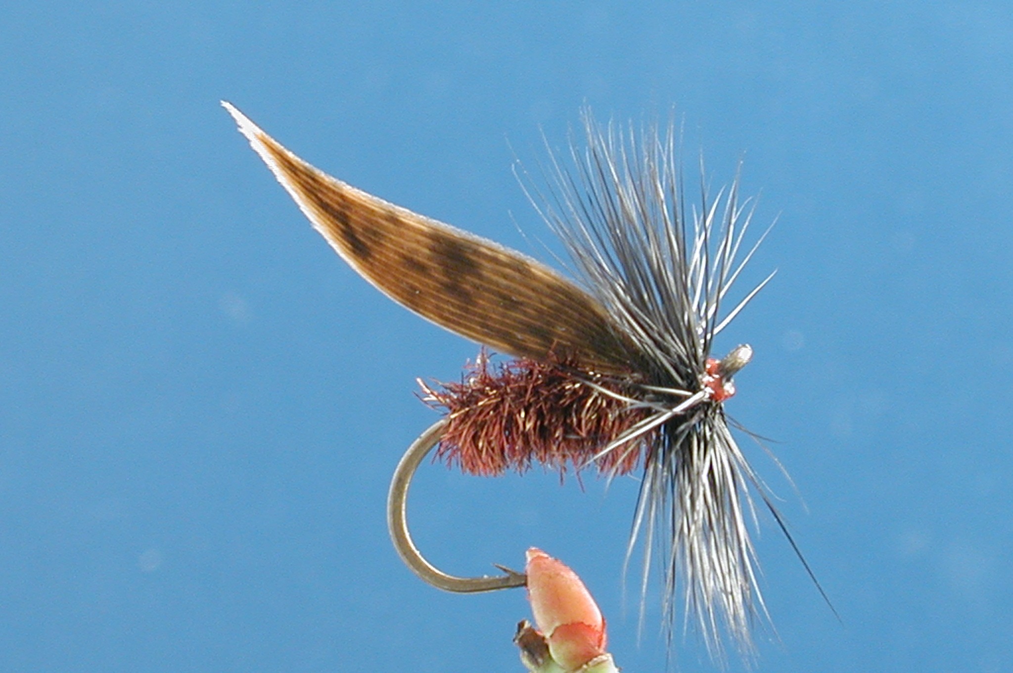 Alder