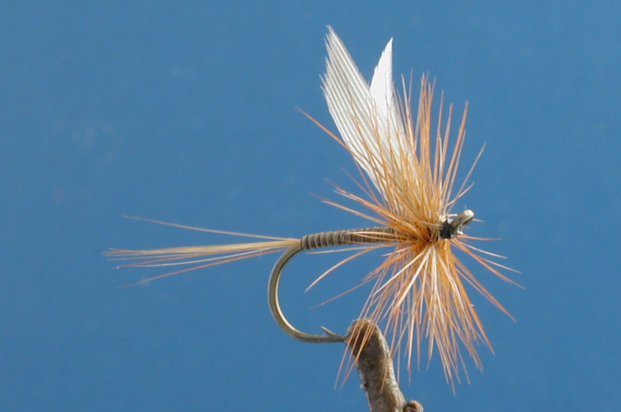 Orange Quill