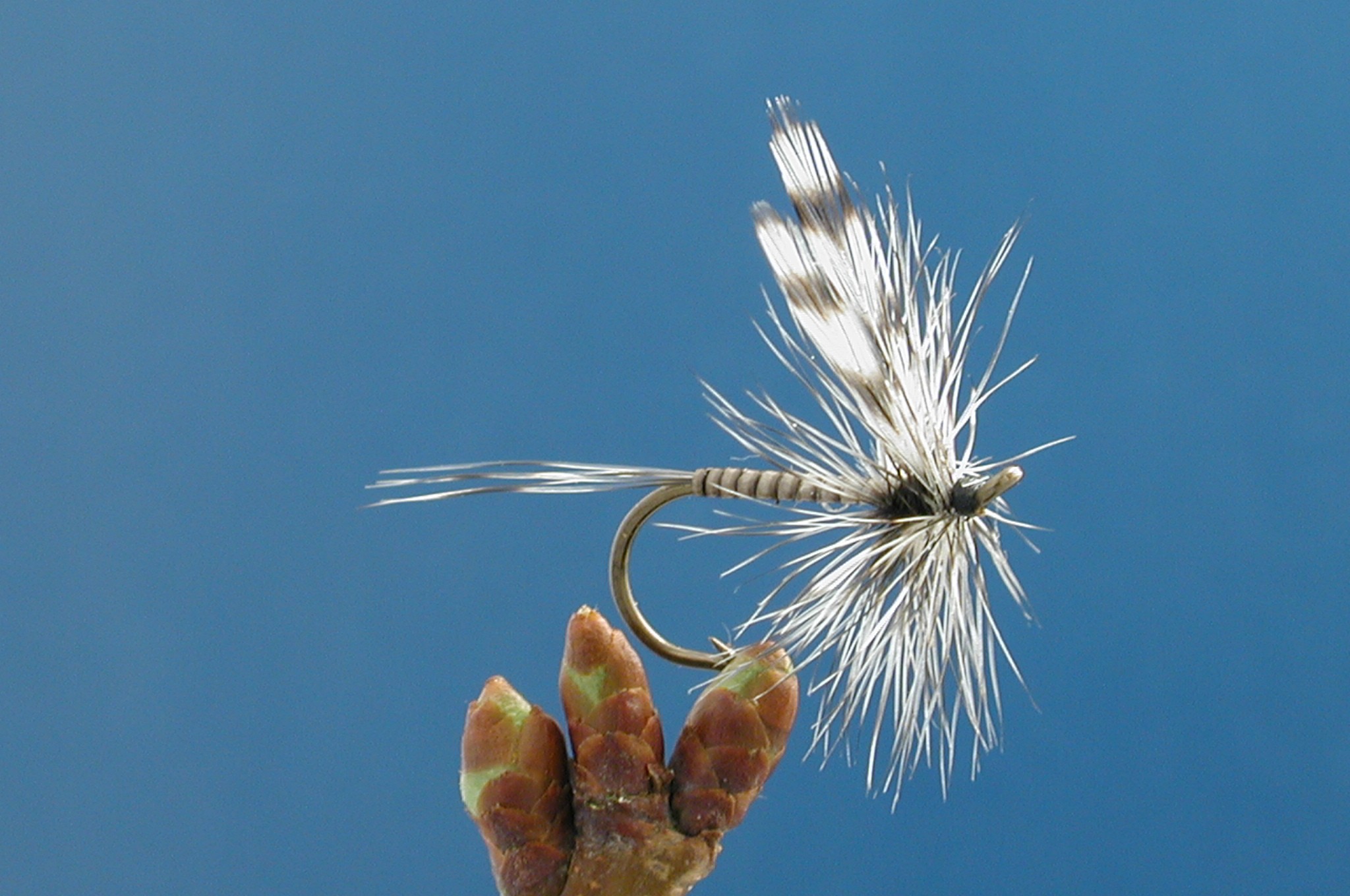 Mosquito