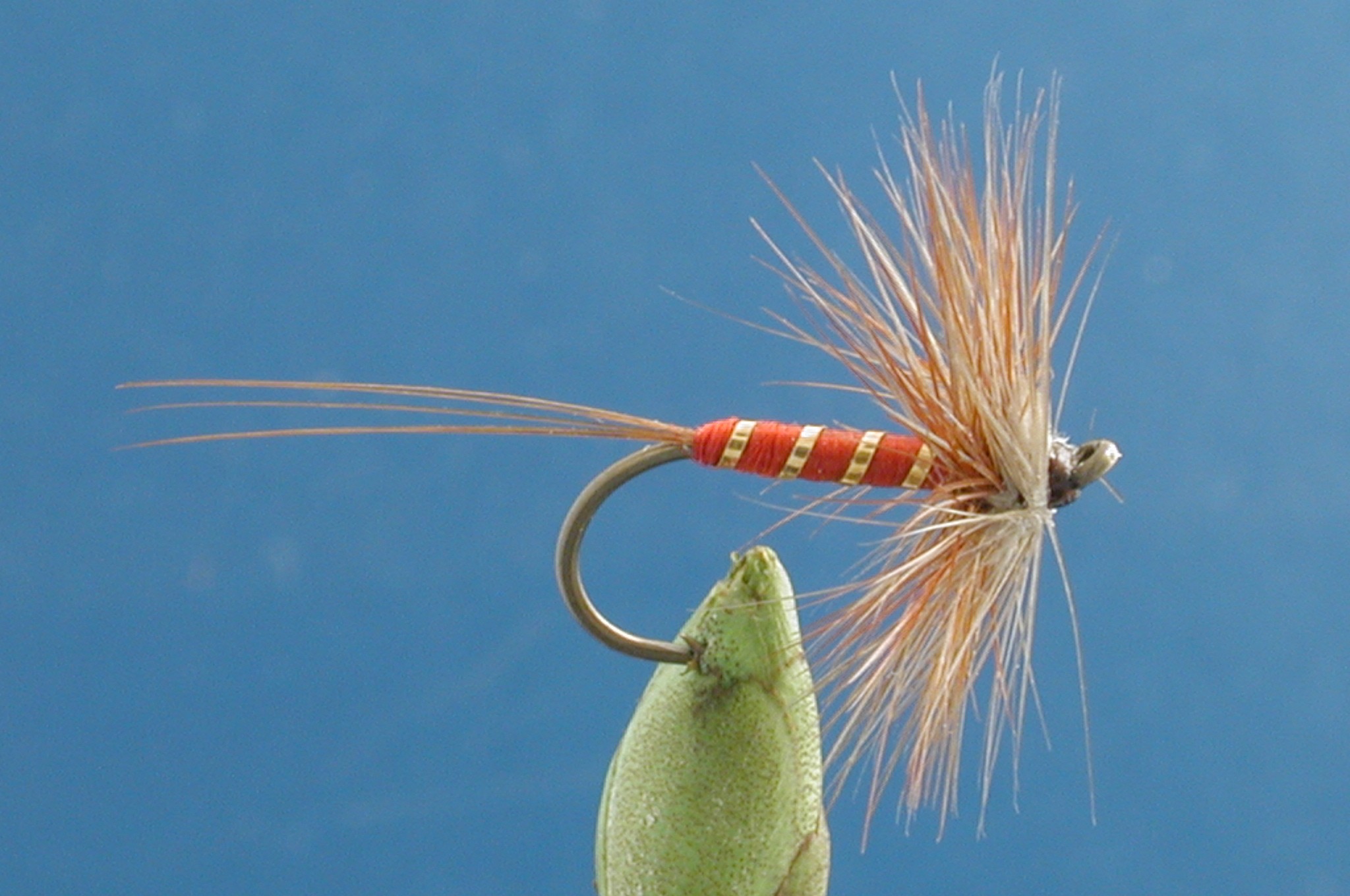 Red Spinner
