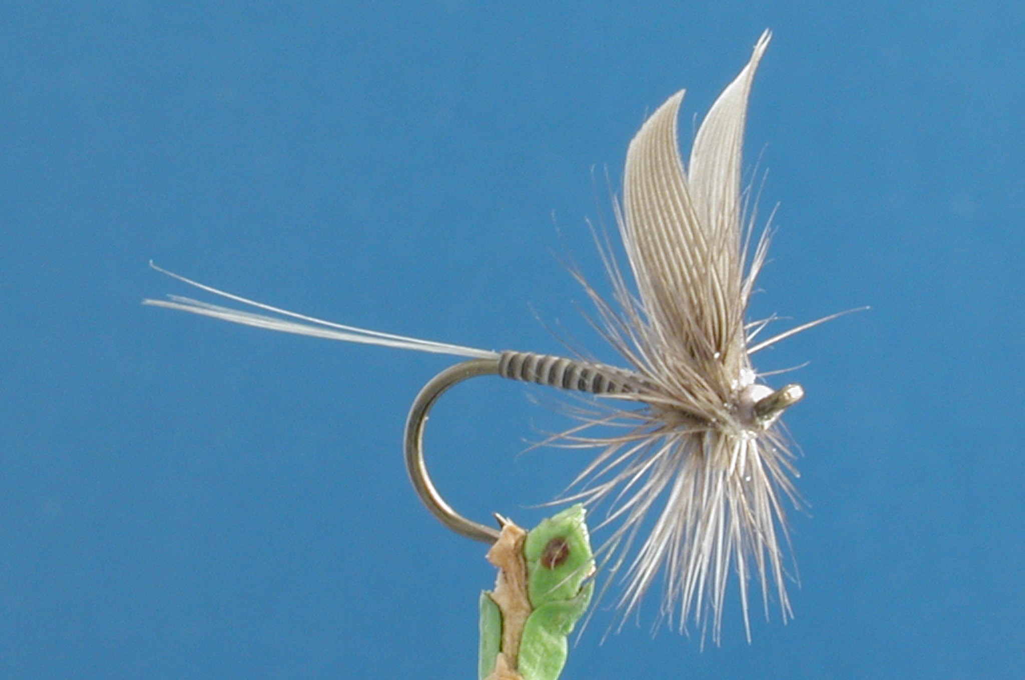 Blue Dun Winged