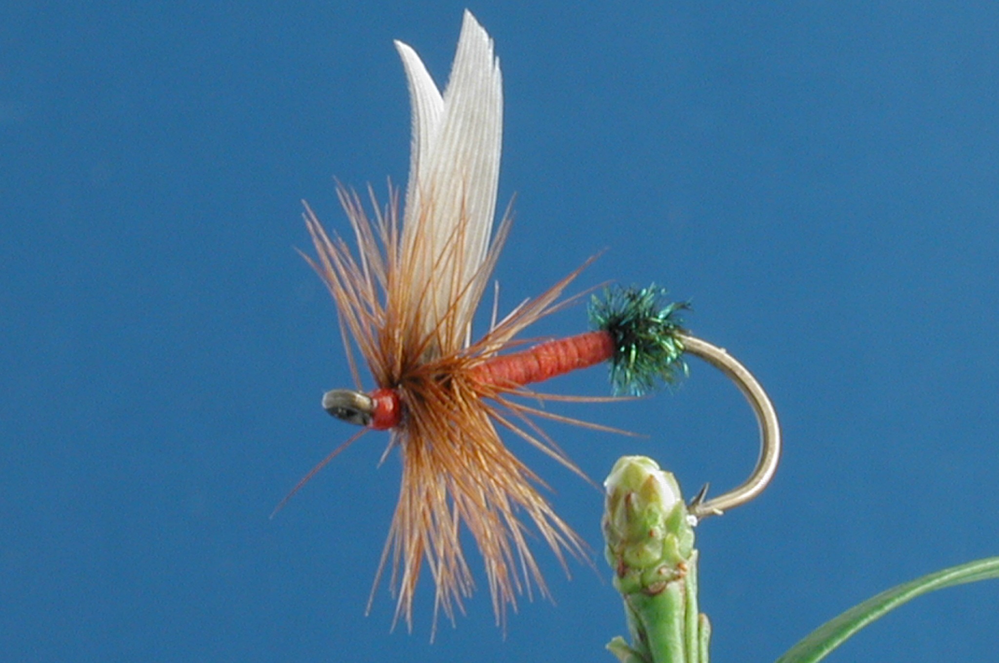 English Red Ant