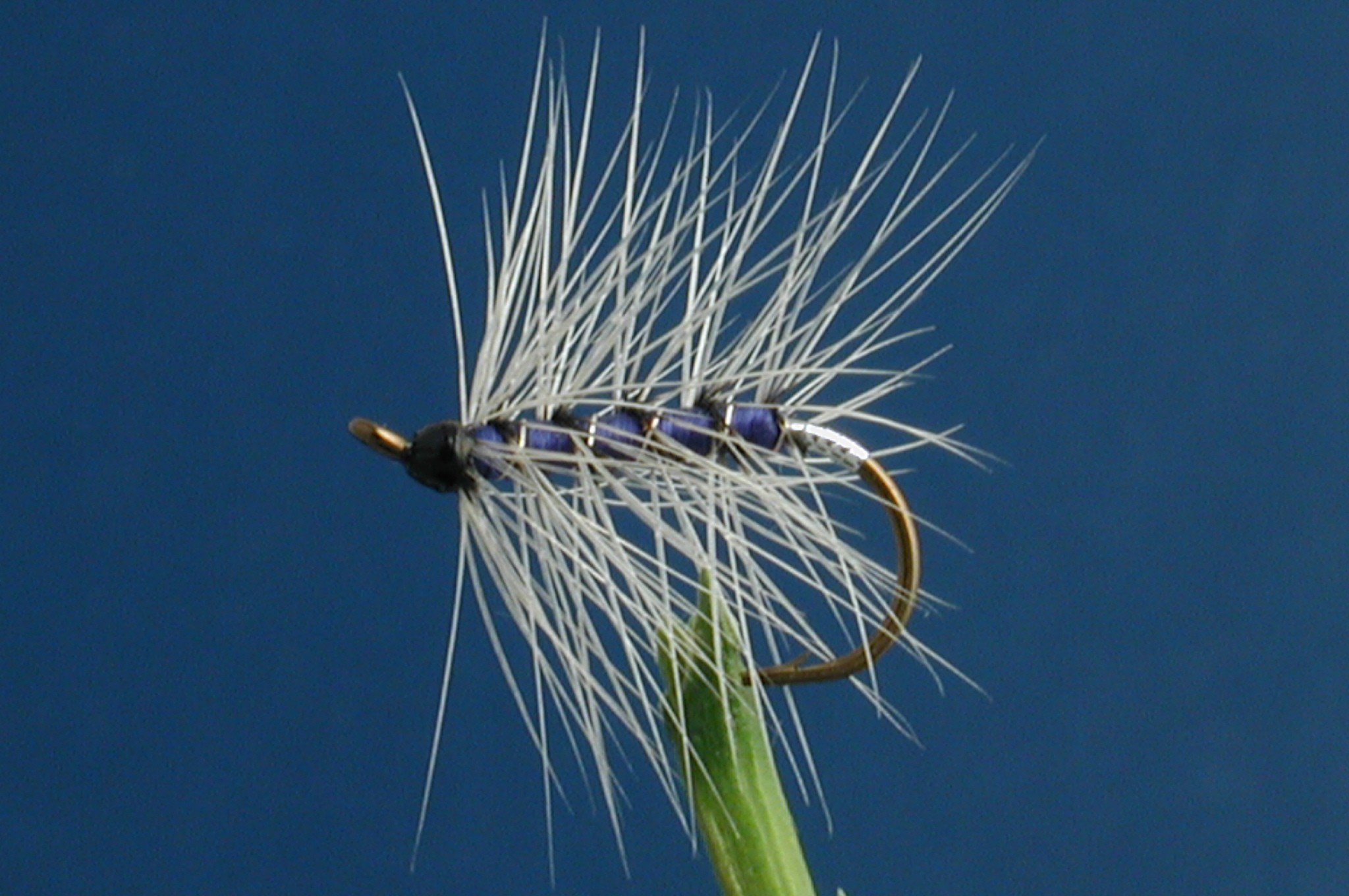 Blue Badger