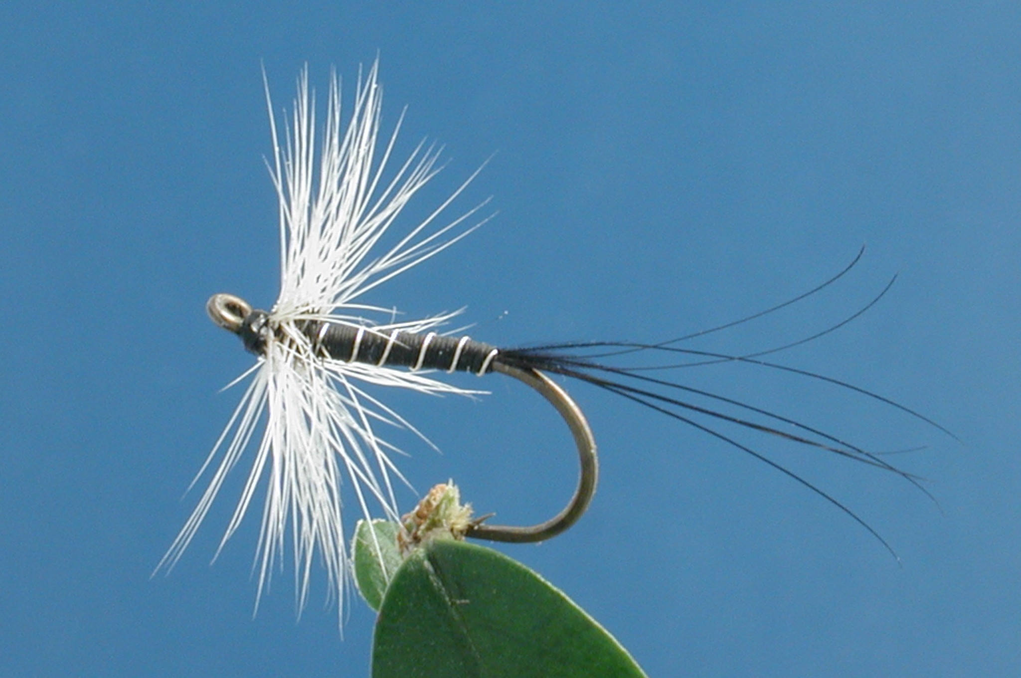 Badger Hackle