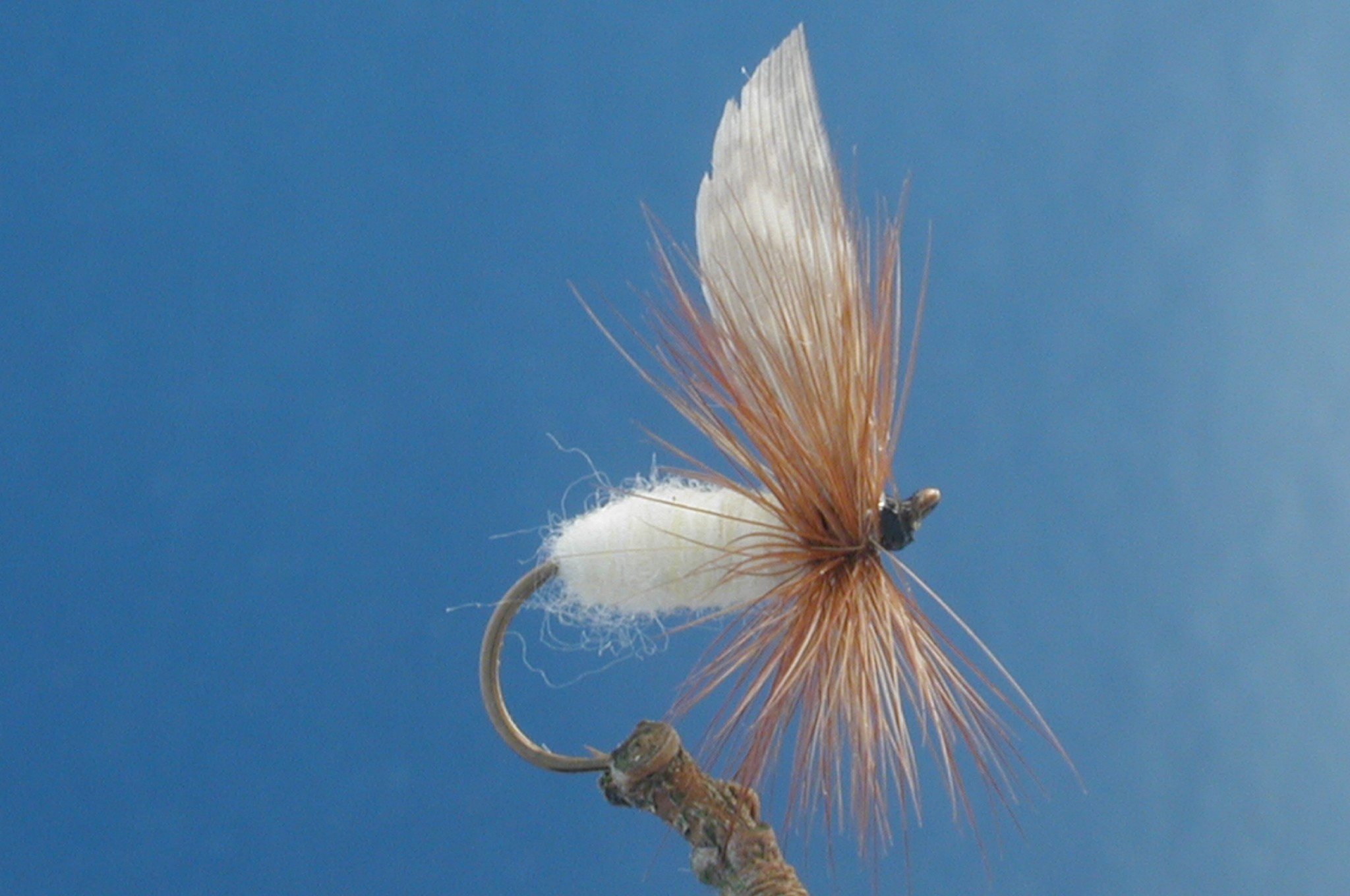 Barm Fly