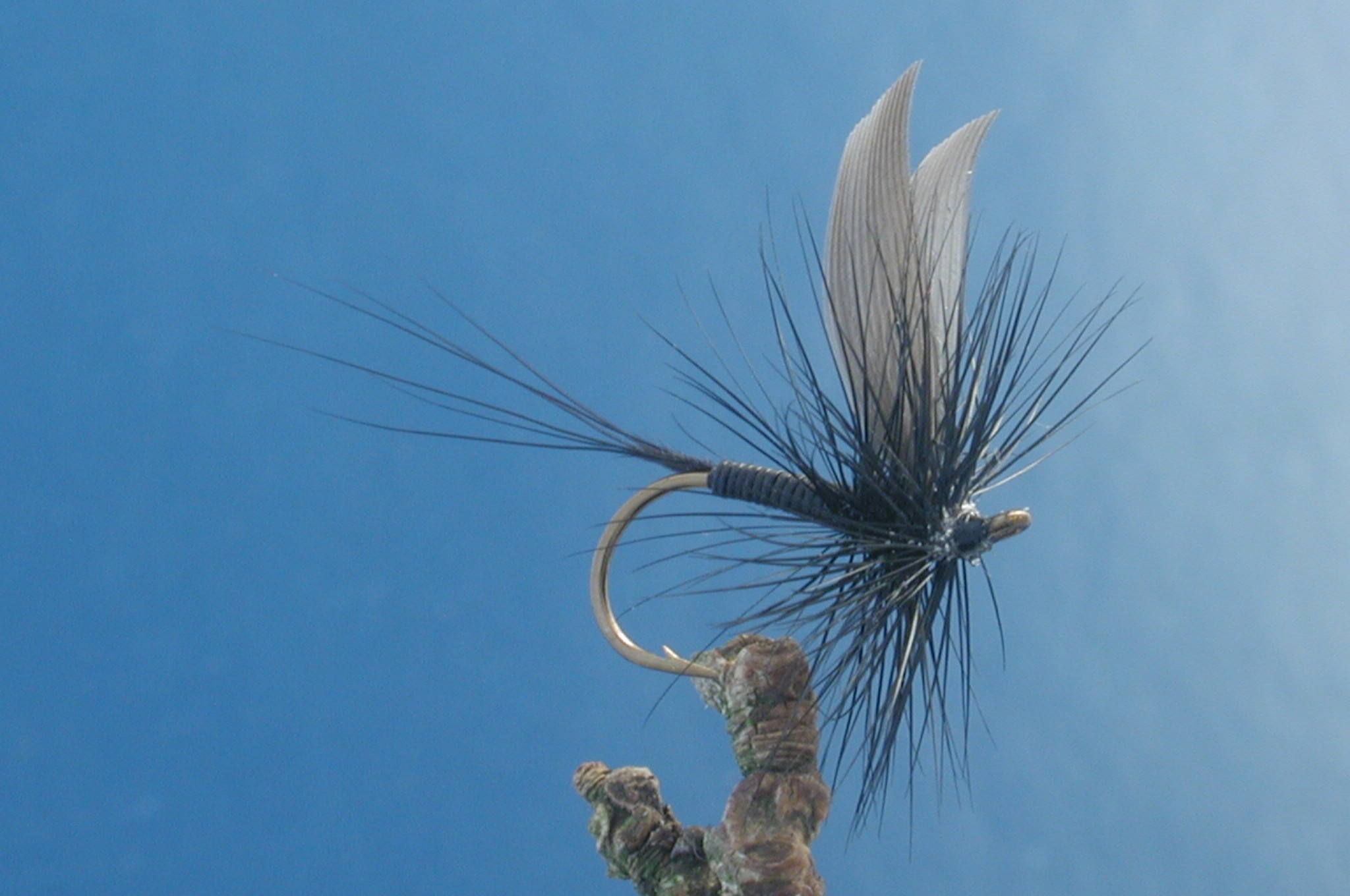 Black Quill