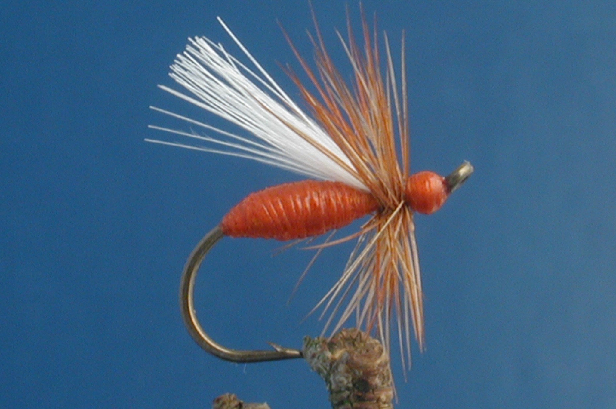 Lunns Red Ant