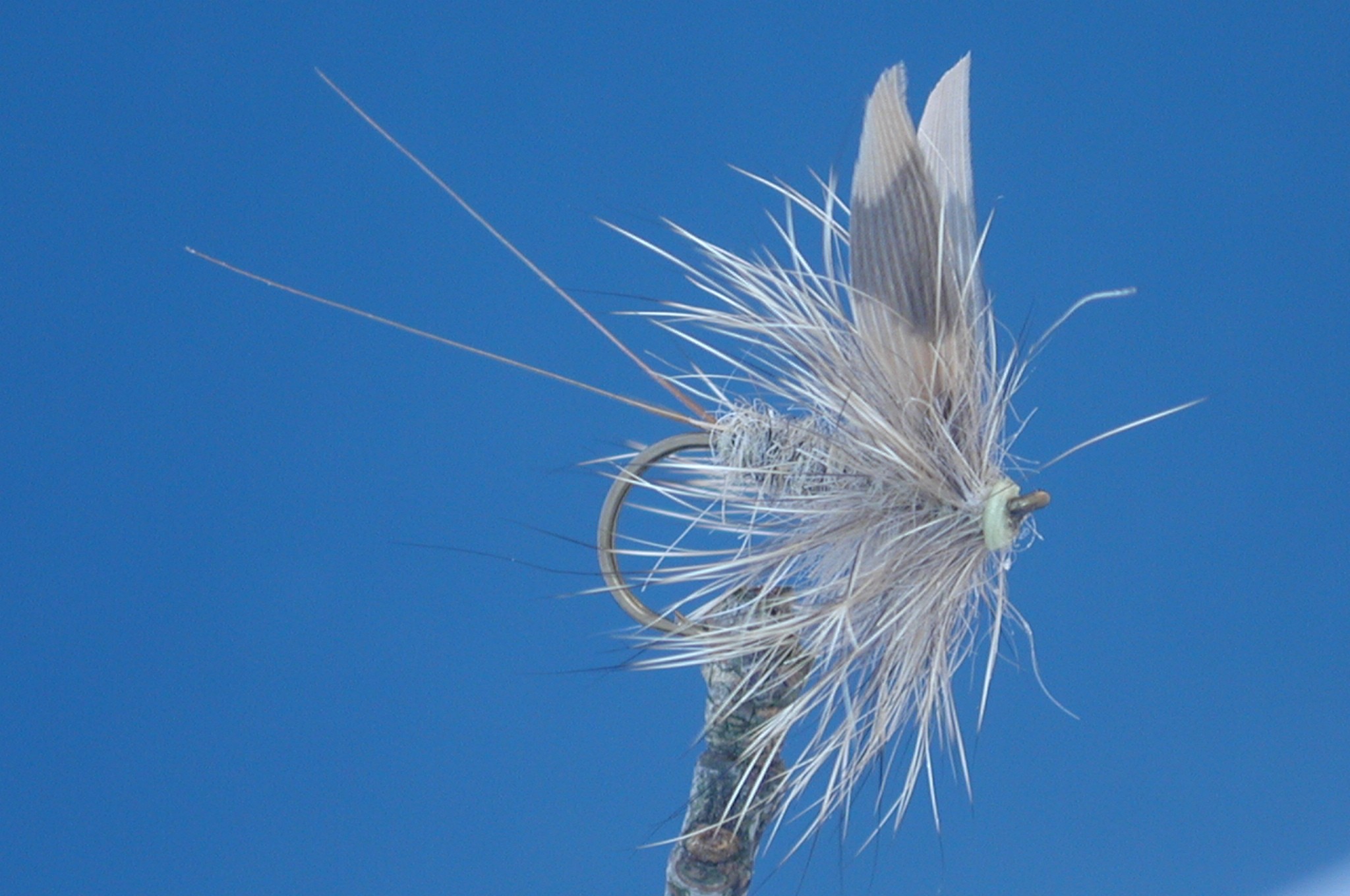 Hares Ear