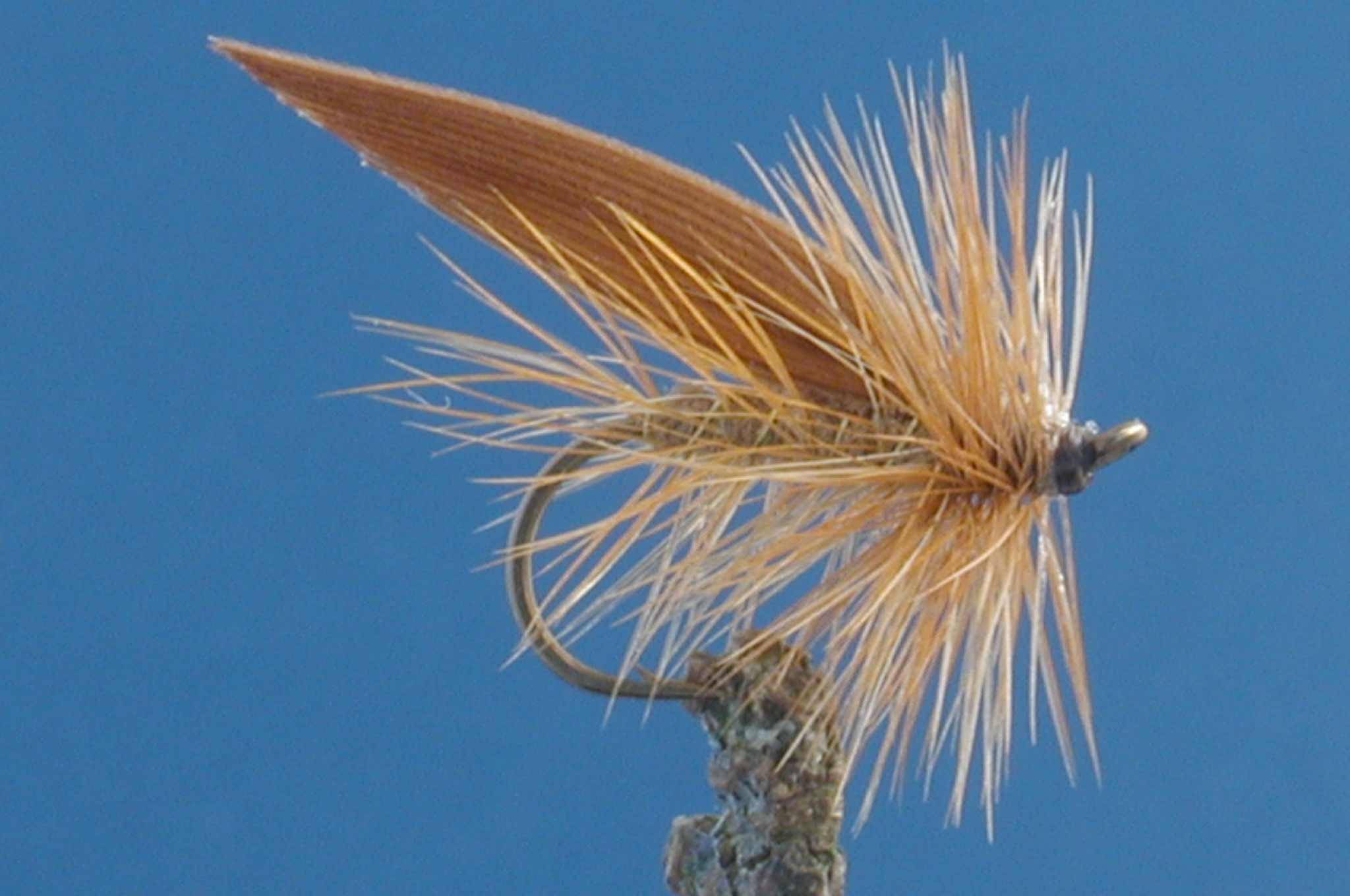 Cinnimon Sedge