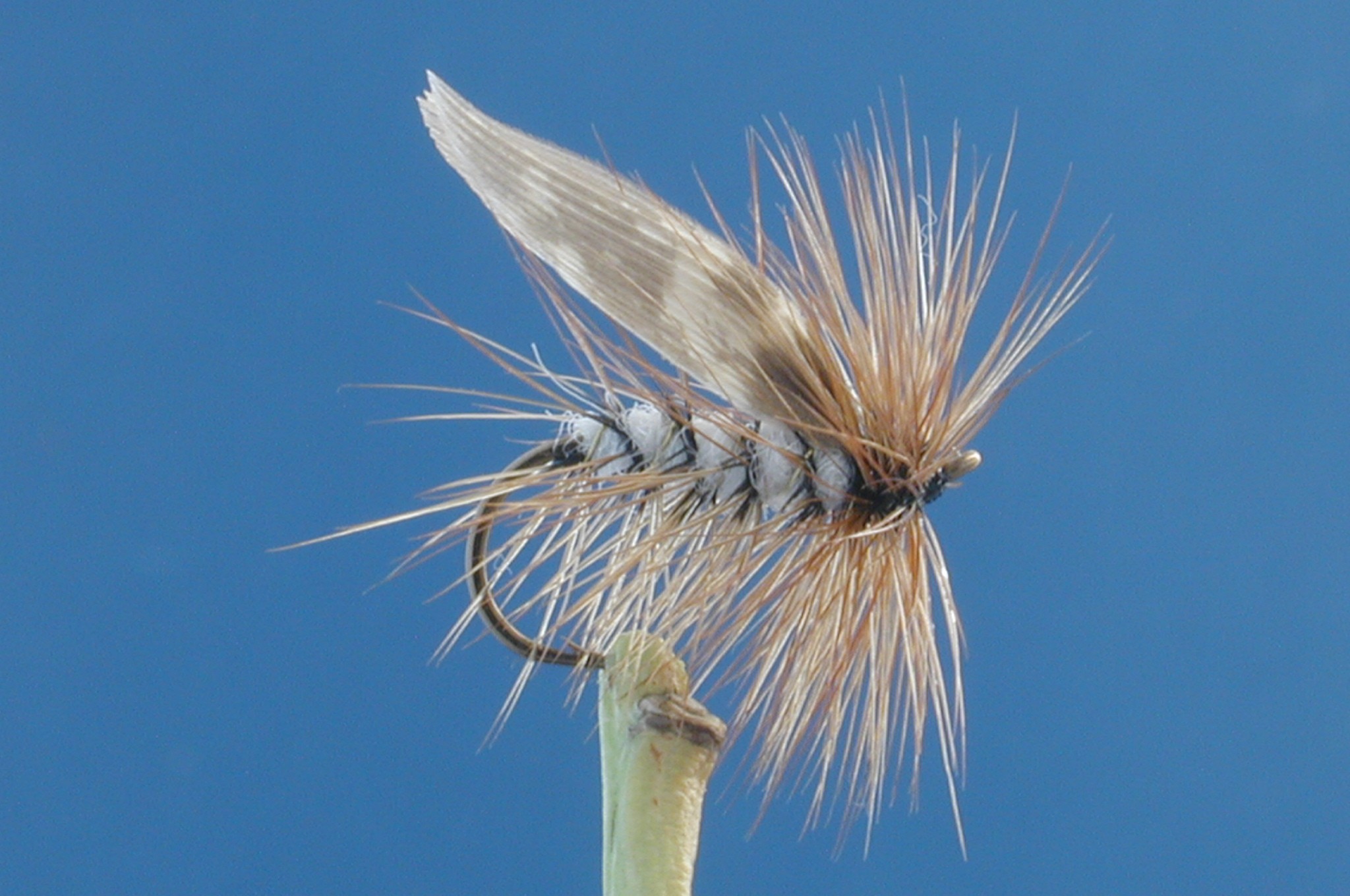 Hambroughs Sedge
