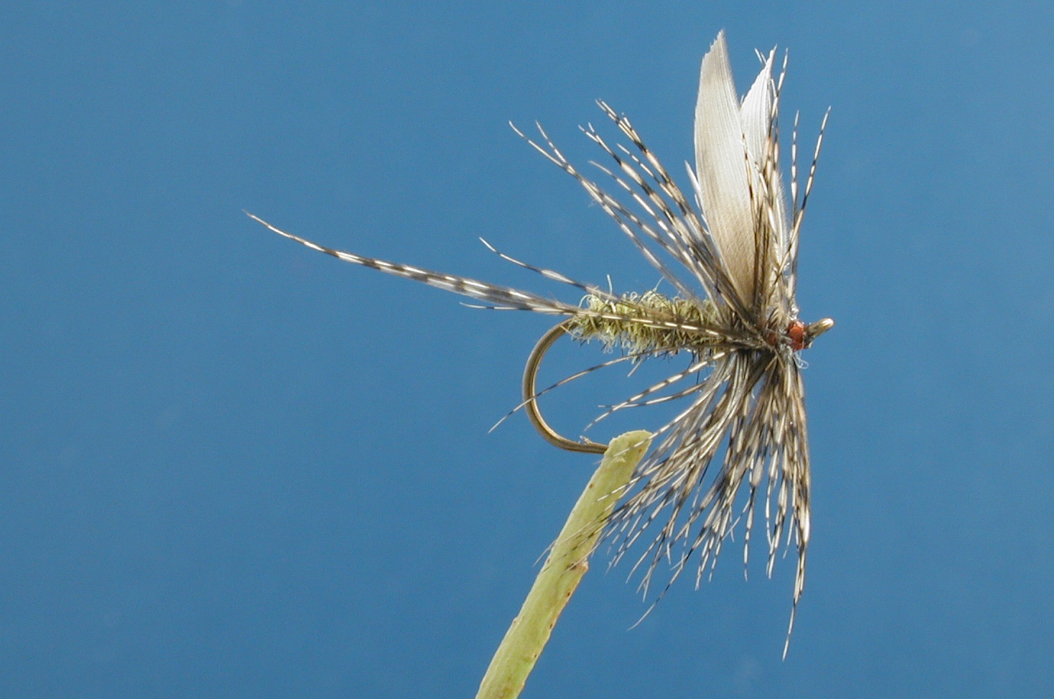 March Brown Female
