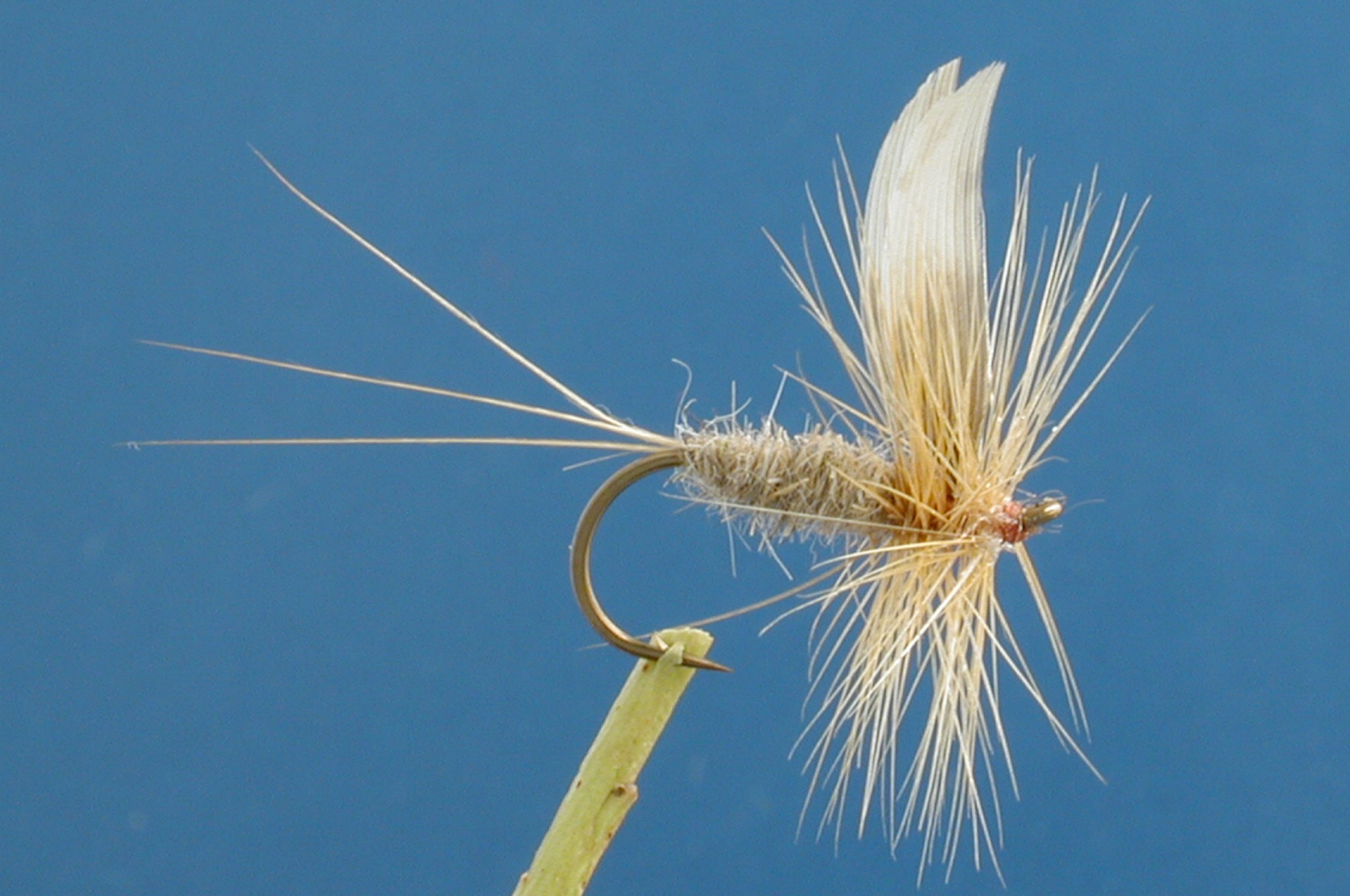 Ginger March Brown