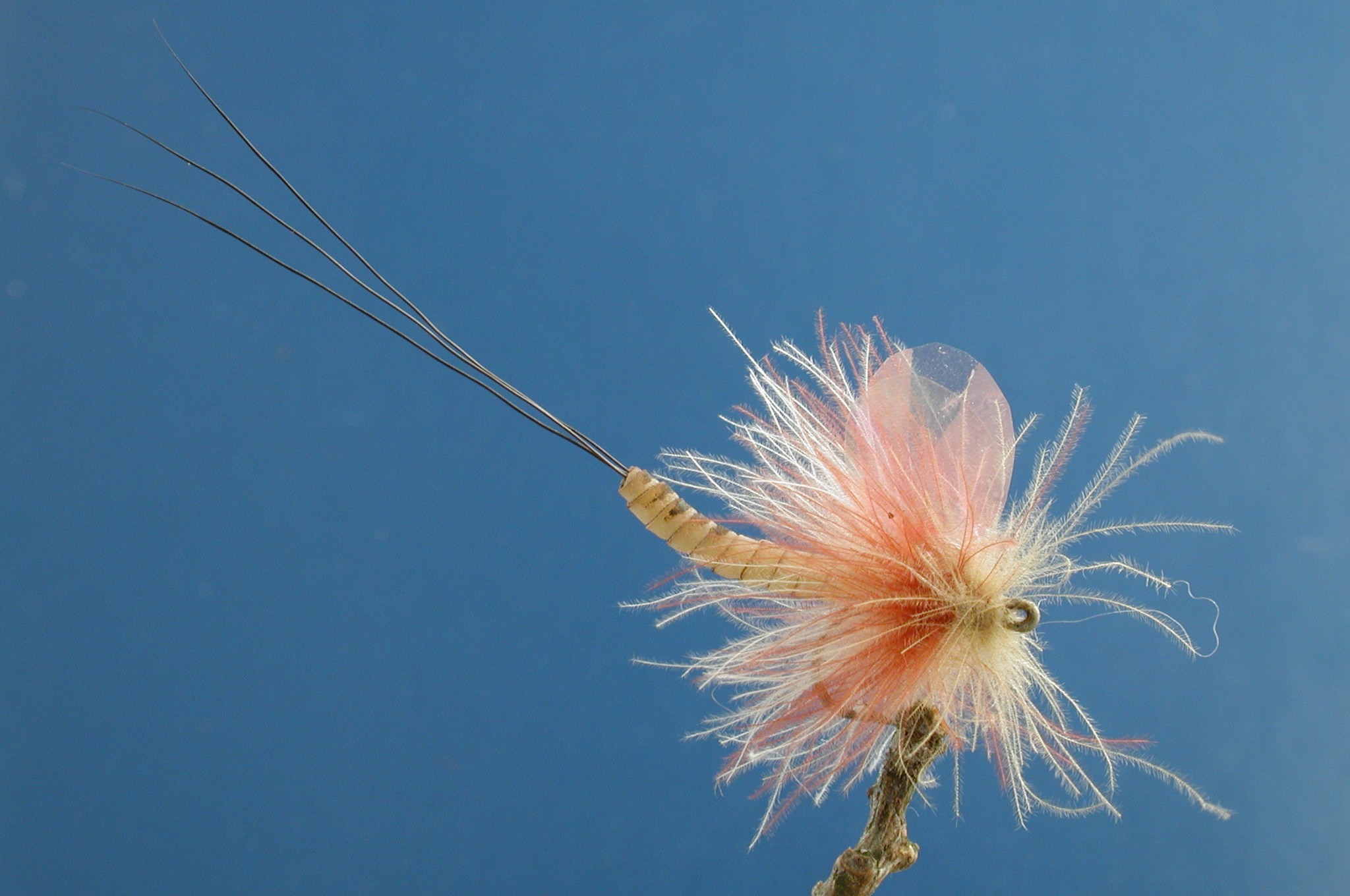 Dry Mayfly