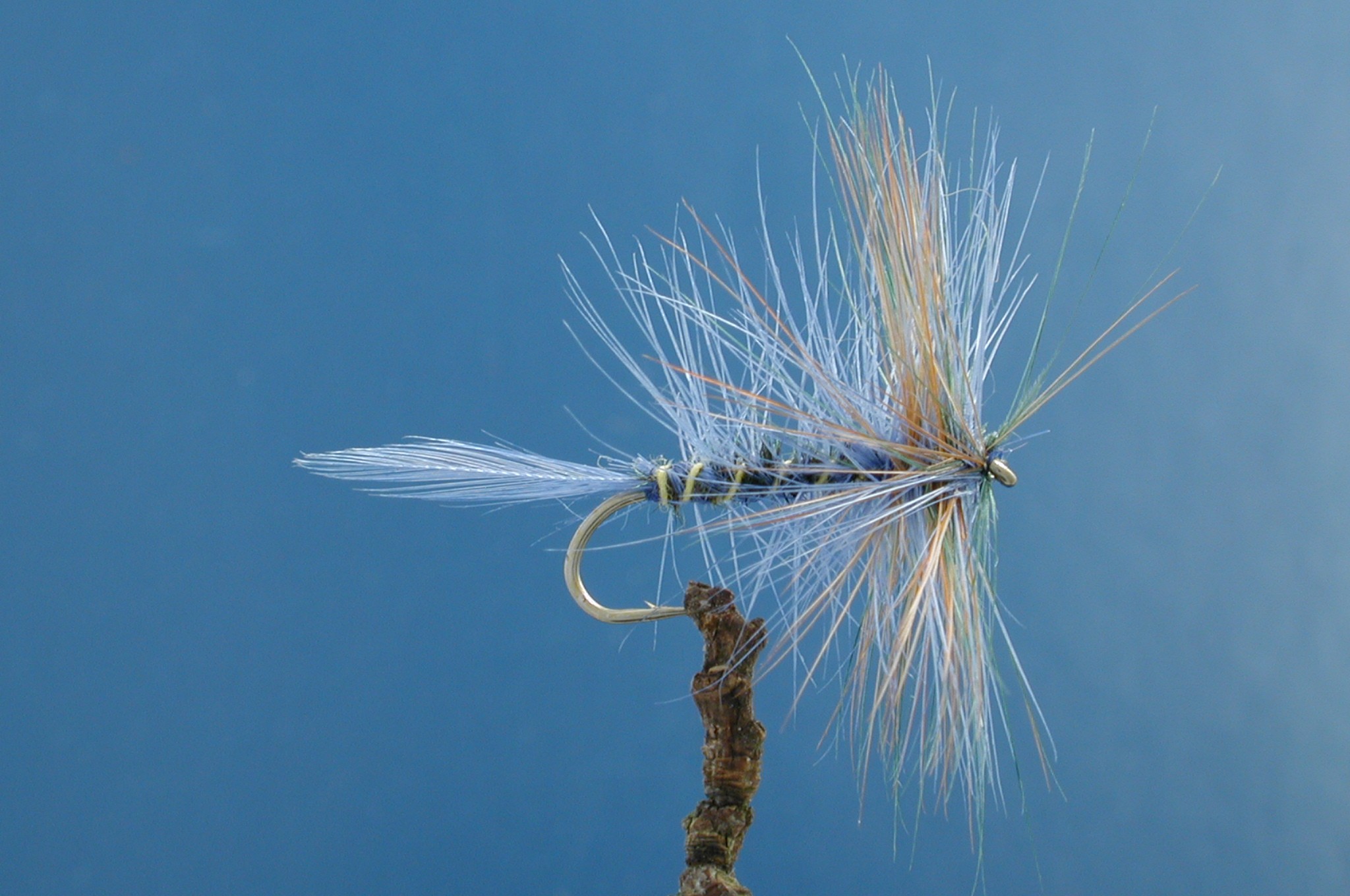 Blue Damsel