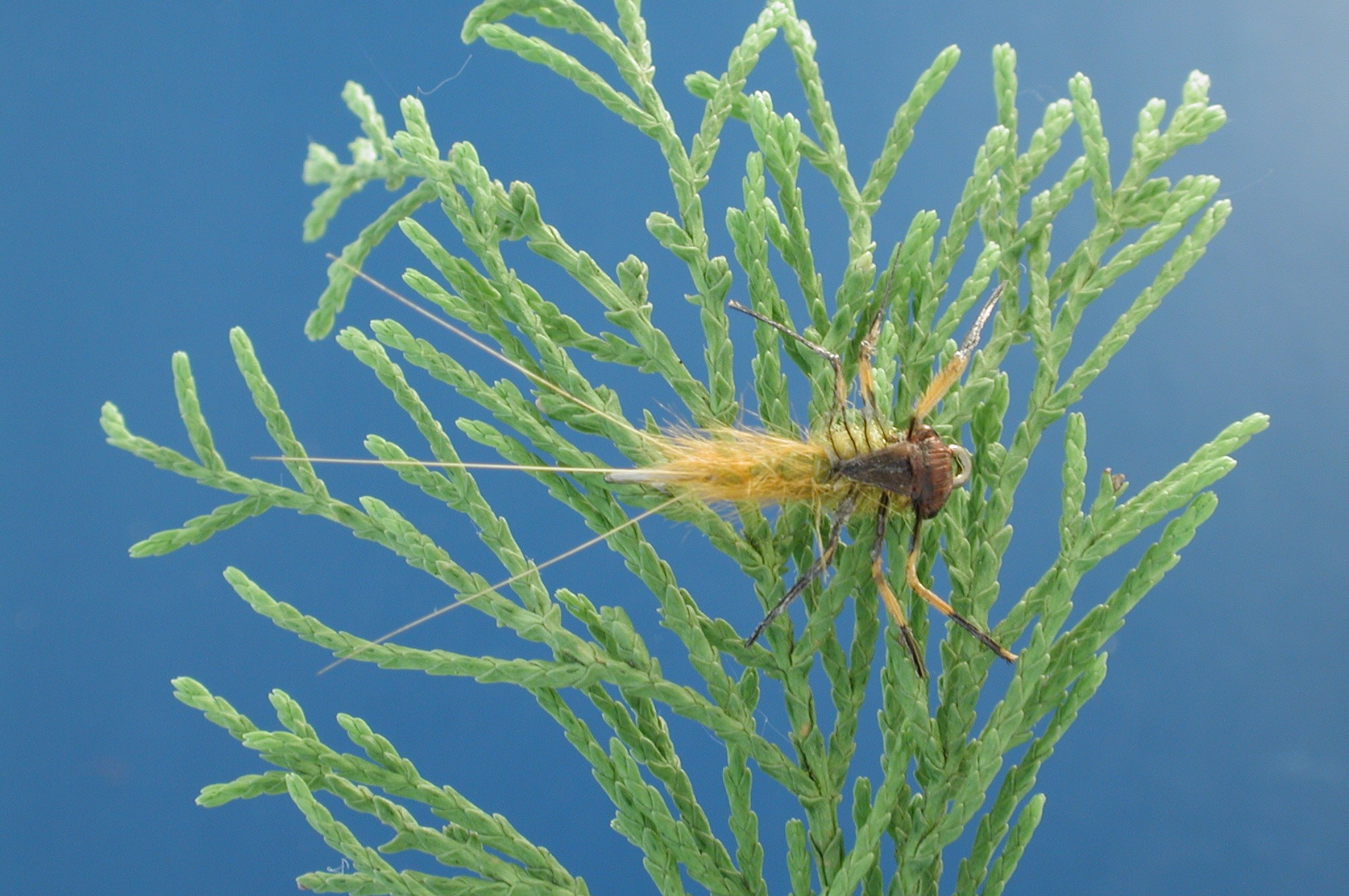 Heptagenid Nymph