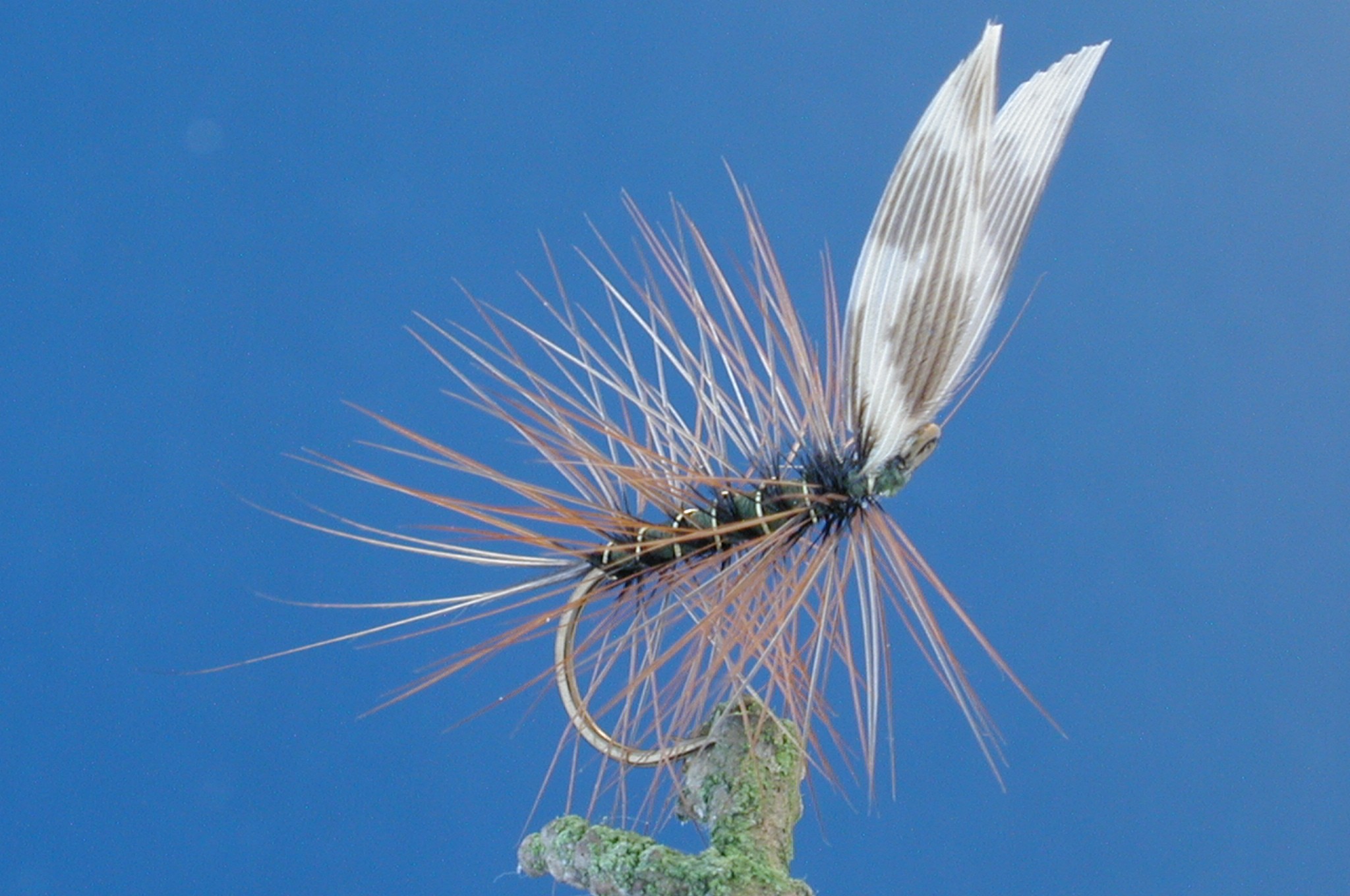 Mole Fly
