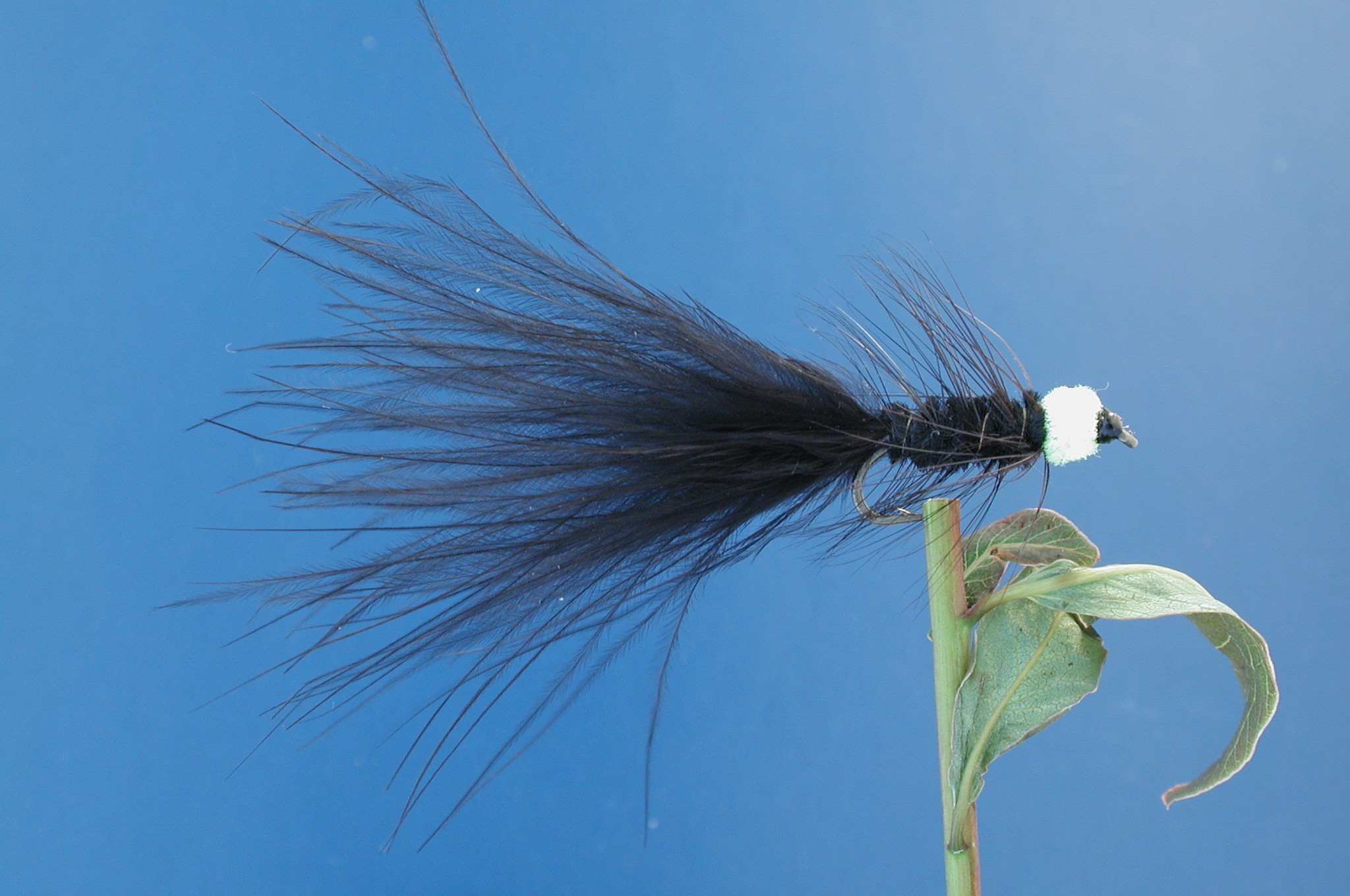 Black Tadpole