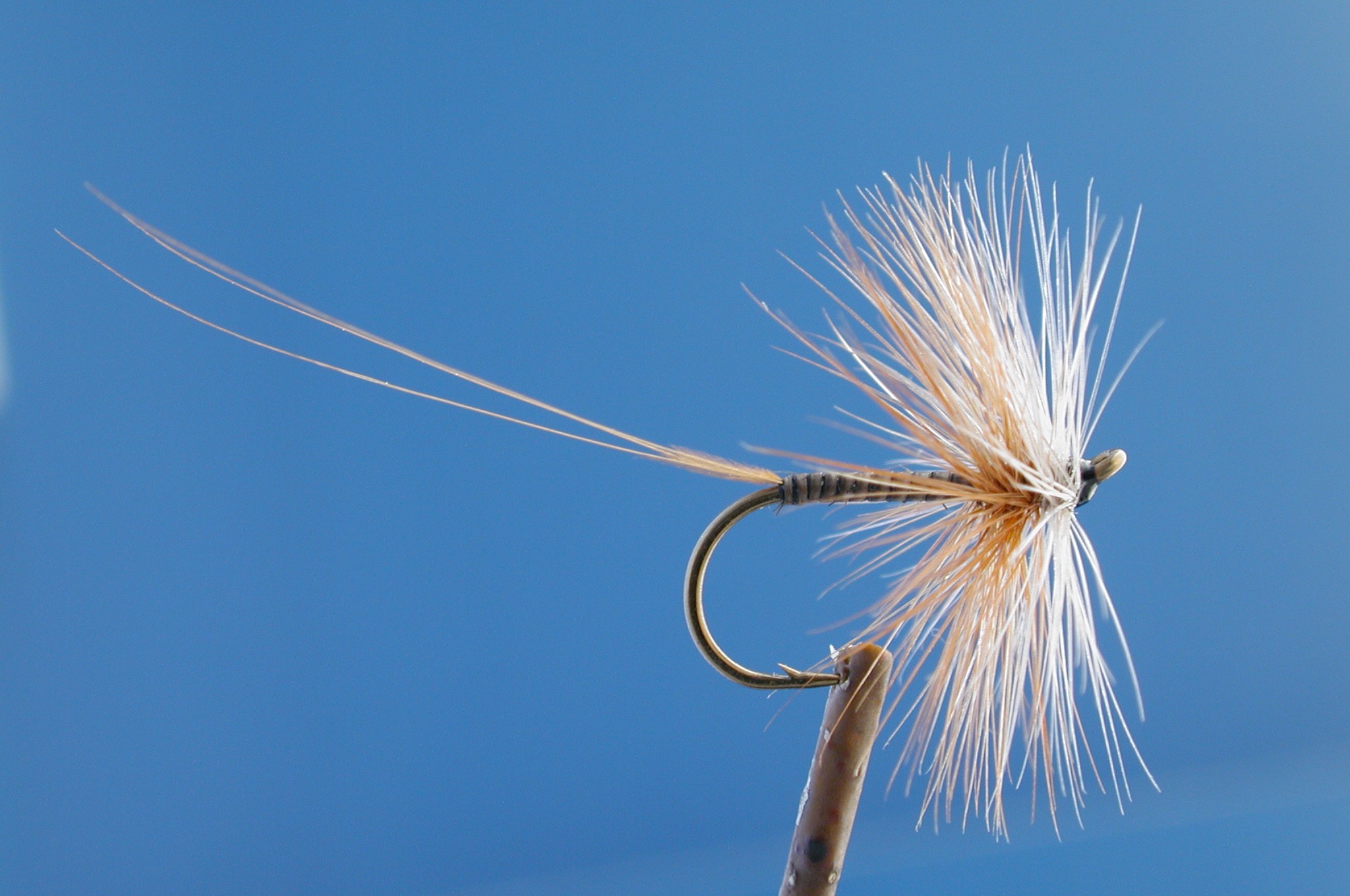 Hackled Red Quill