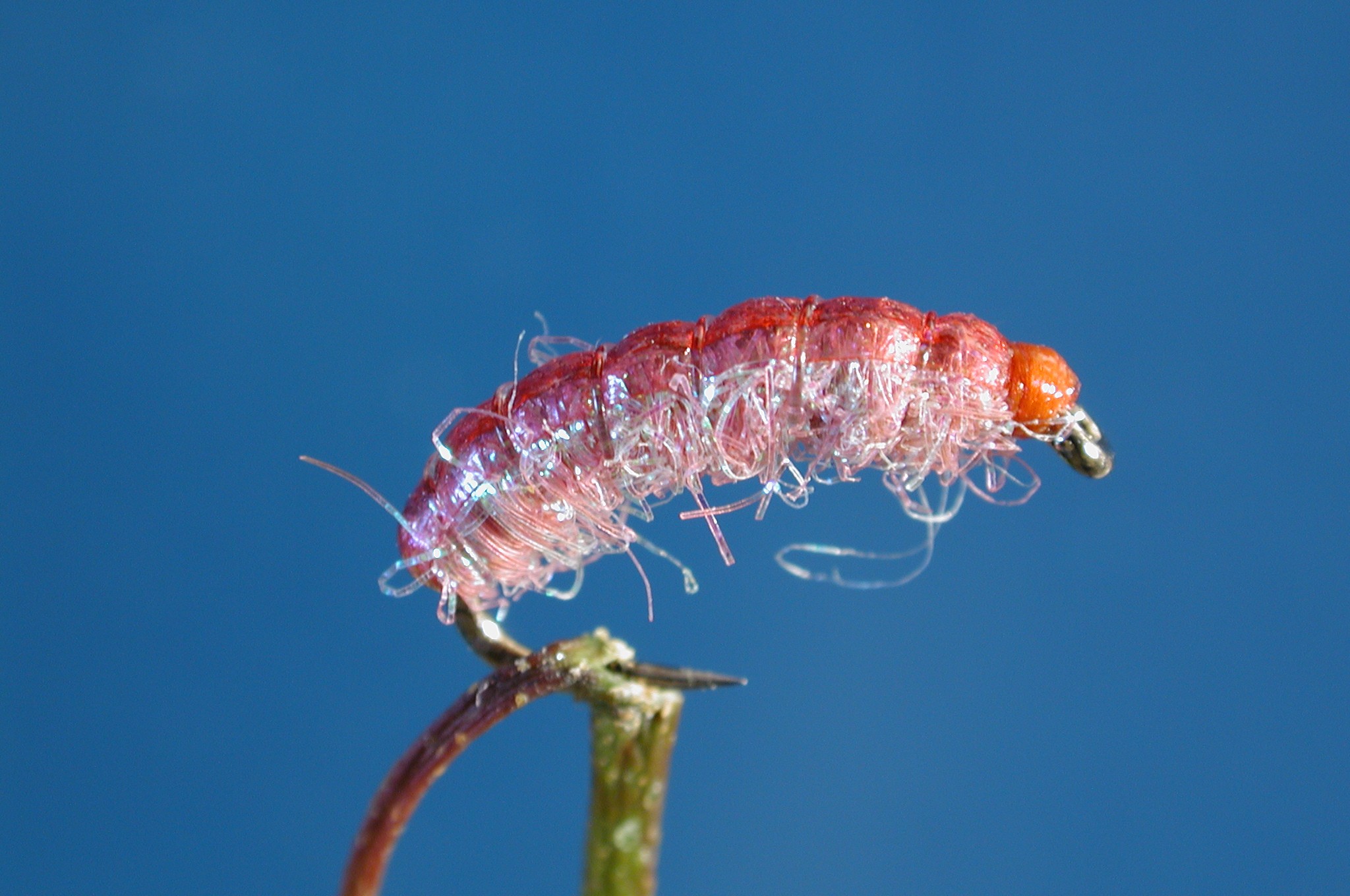 Pink Bug