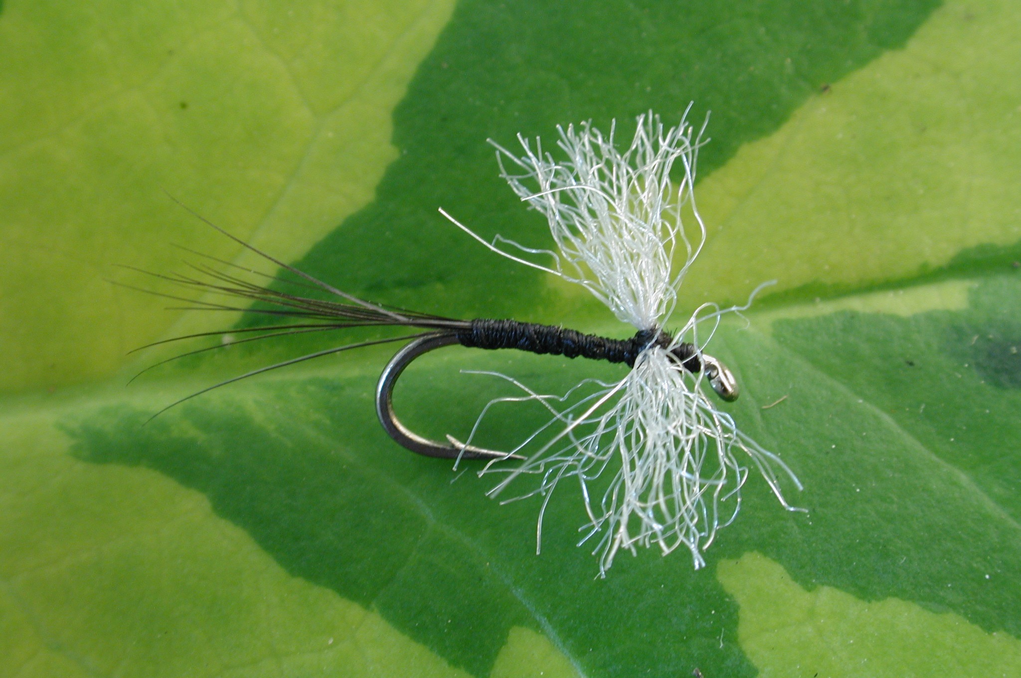 Caenid Ant Fly