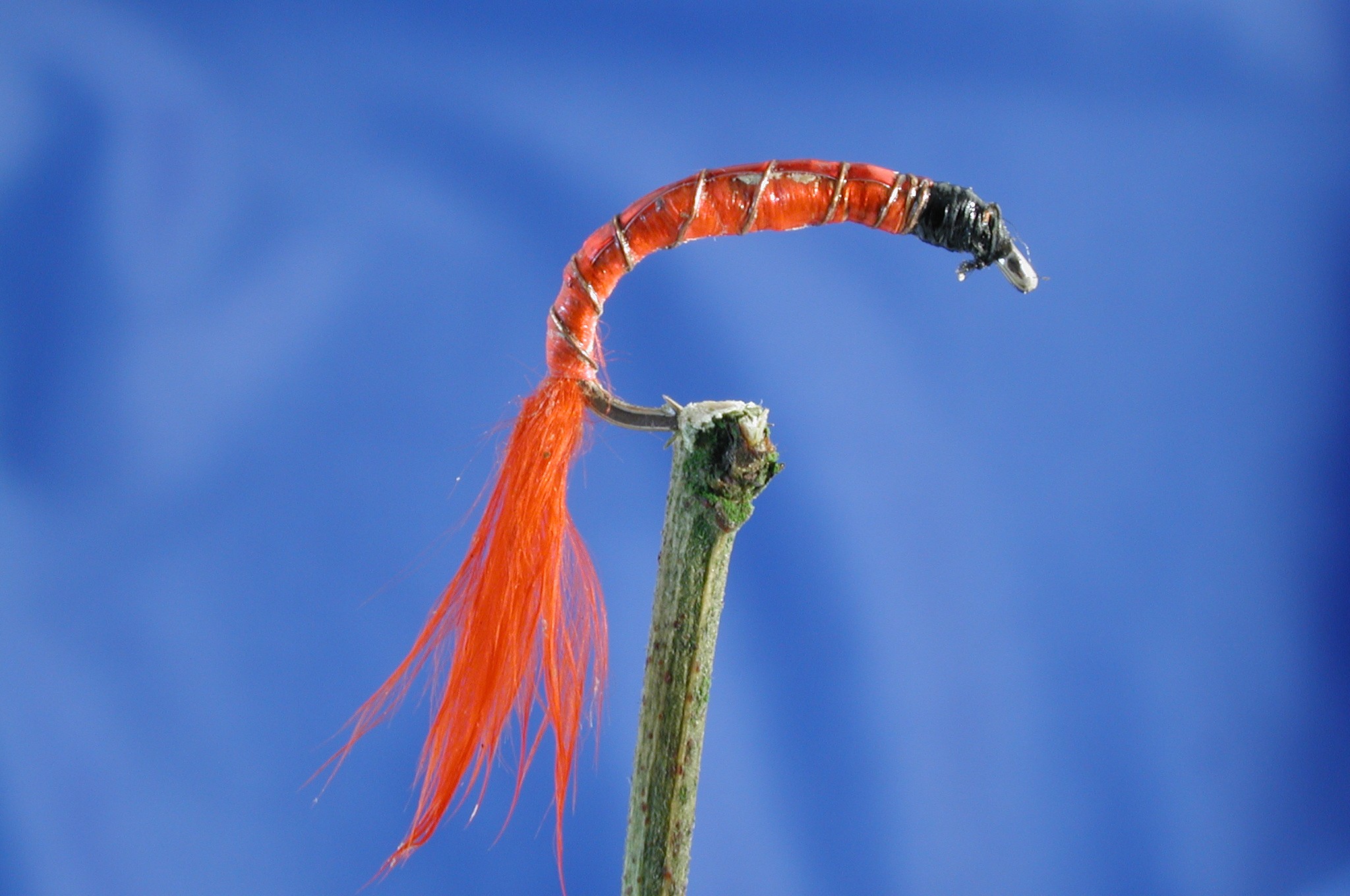 Morgans Bloodworm
