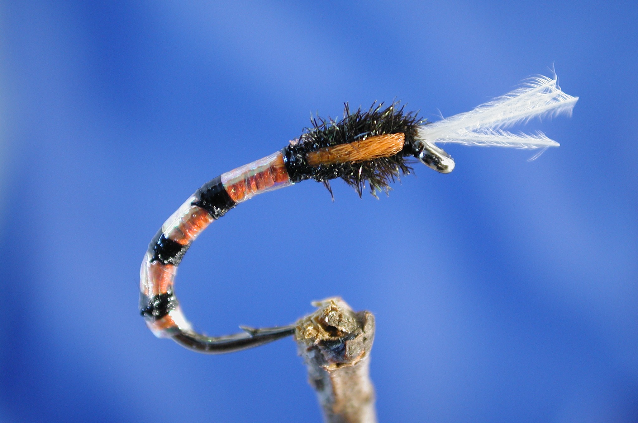 Morgans Orange Buzzer