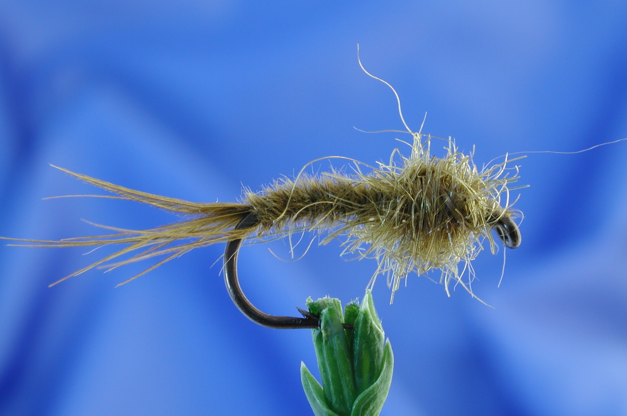 G. R. P. Nymph