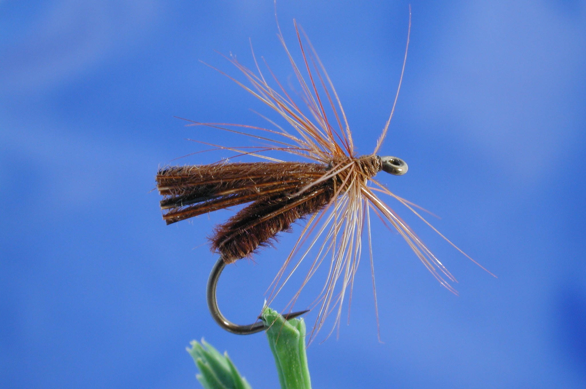Fredsedge