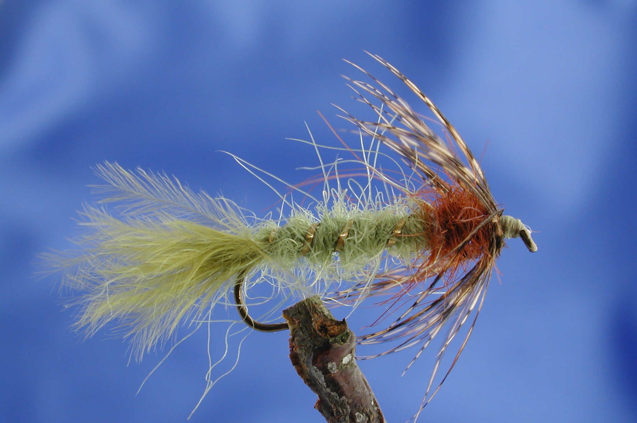 Damsel Nymph 2