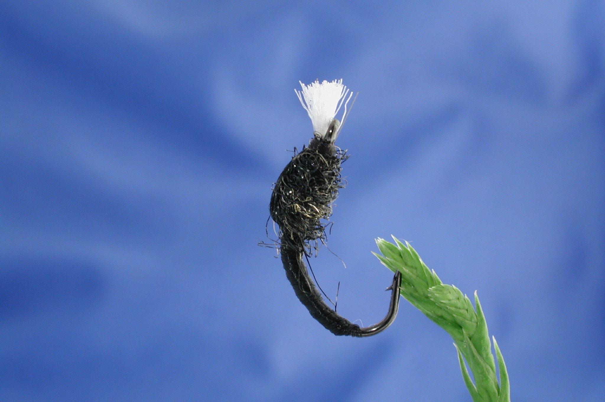 Black Buzzer