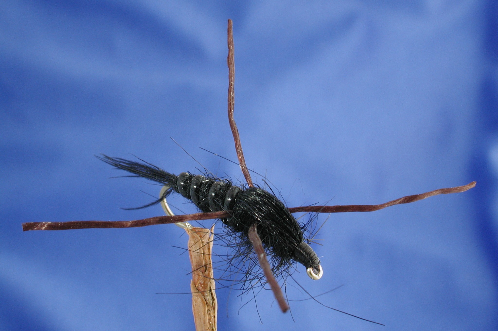 Black Stone Fly