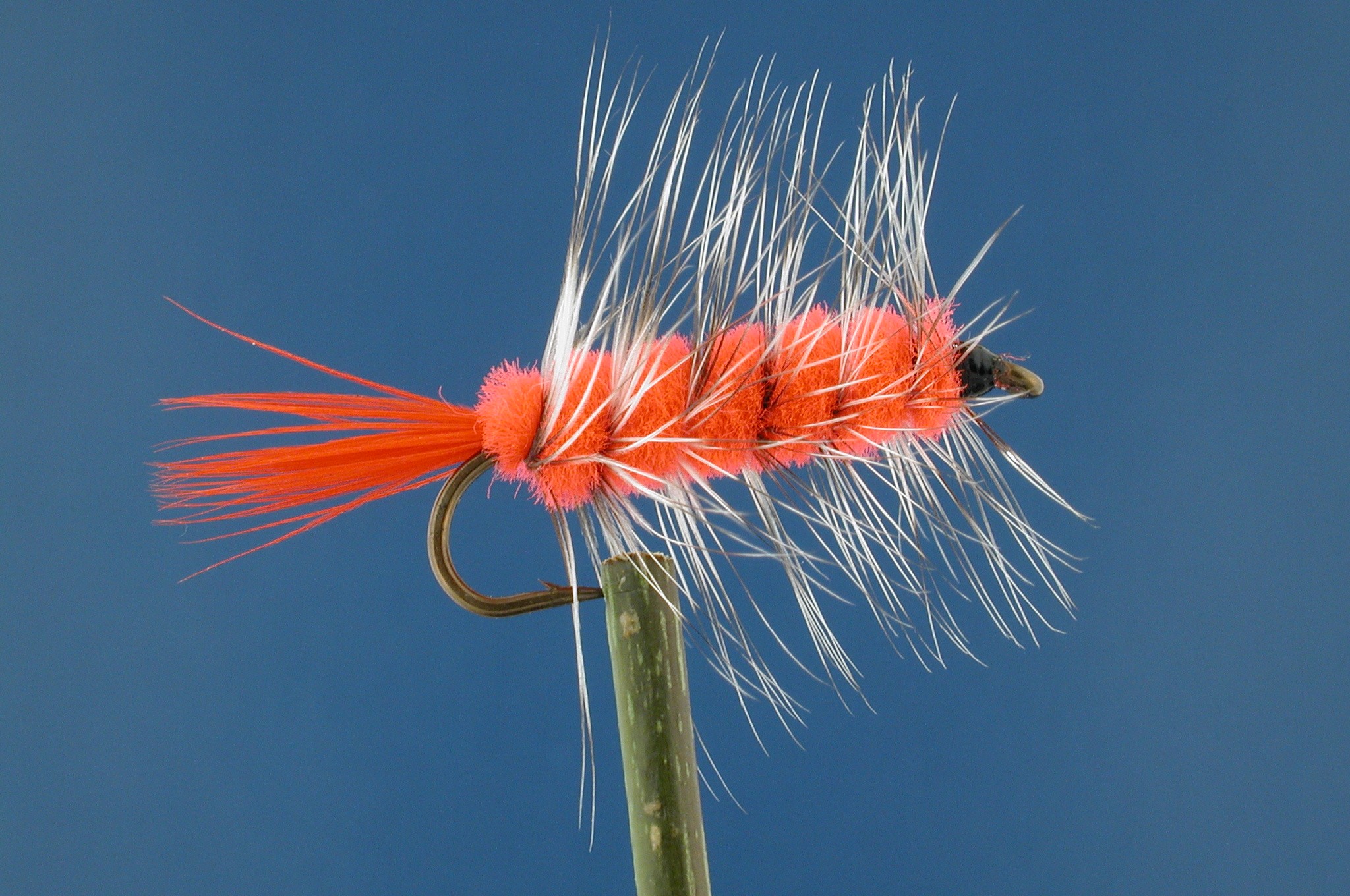 Woolly Worm