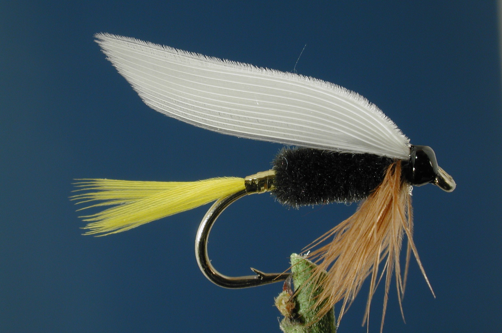 Rio Grande King