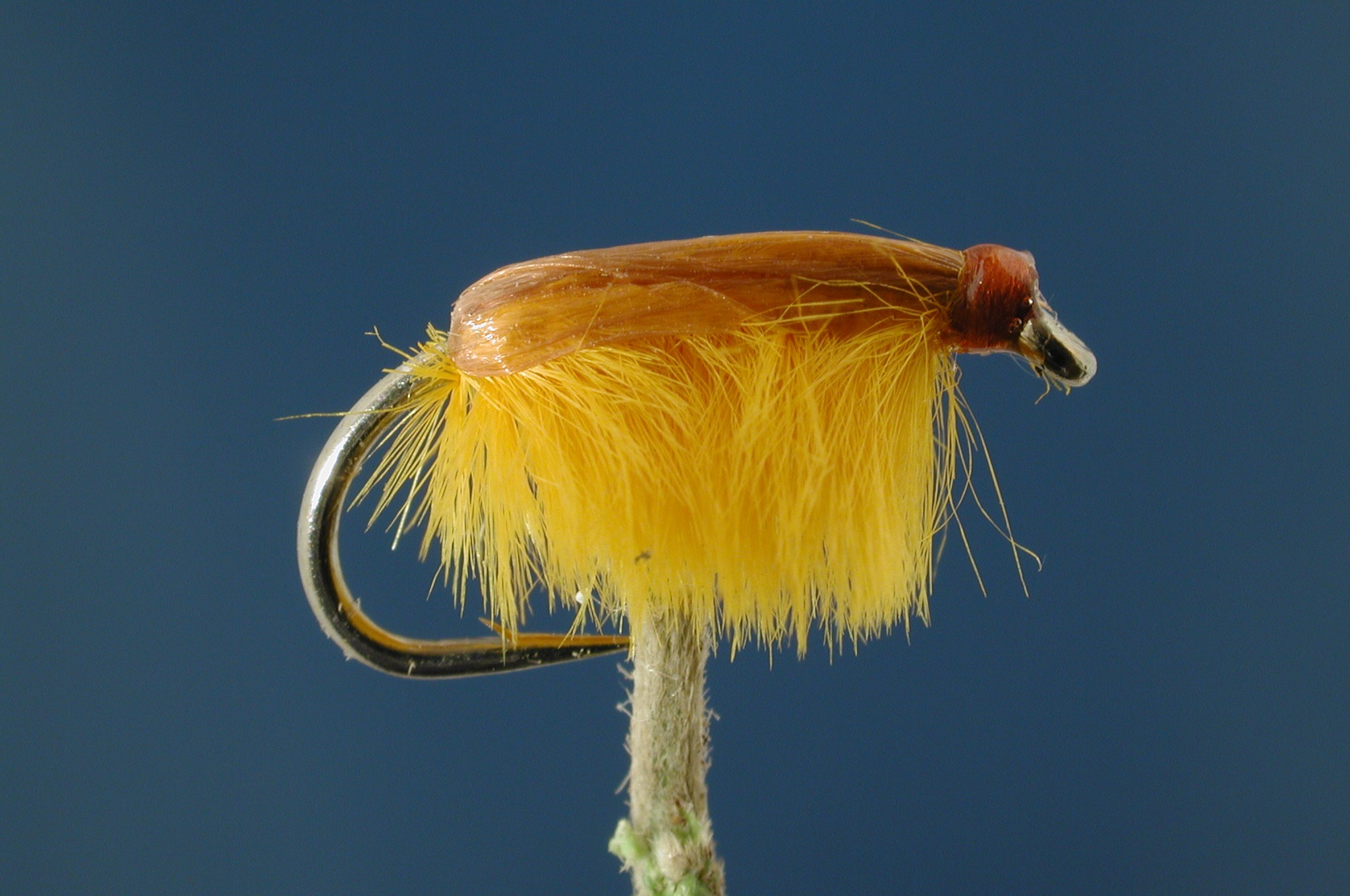 Amber Chomper