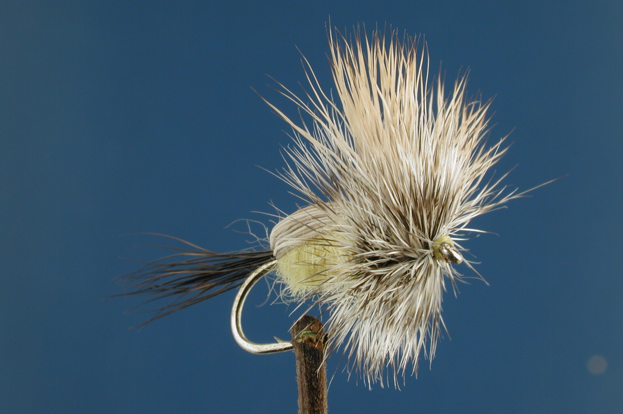 Humpy or Goofus Bug