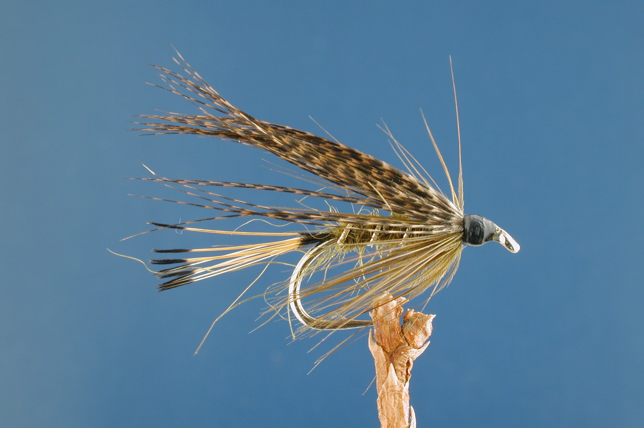 Sooty Olive