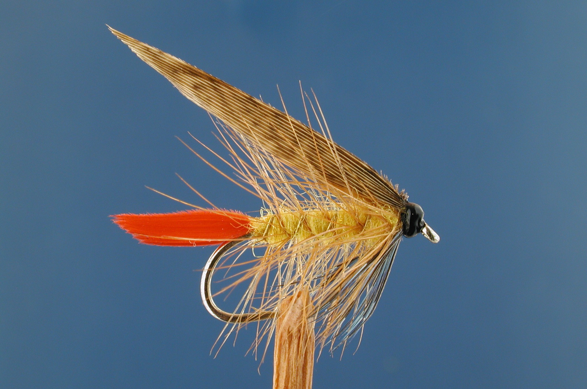 Invicta, Red Tailed