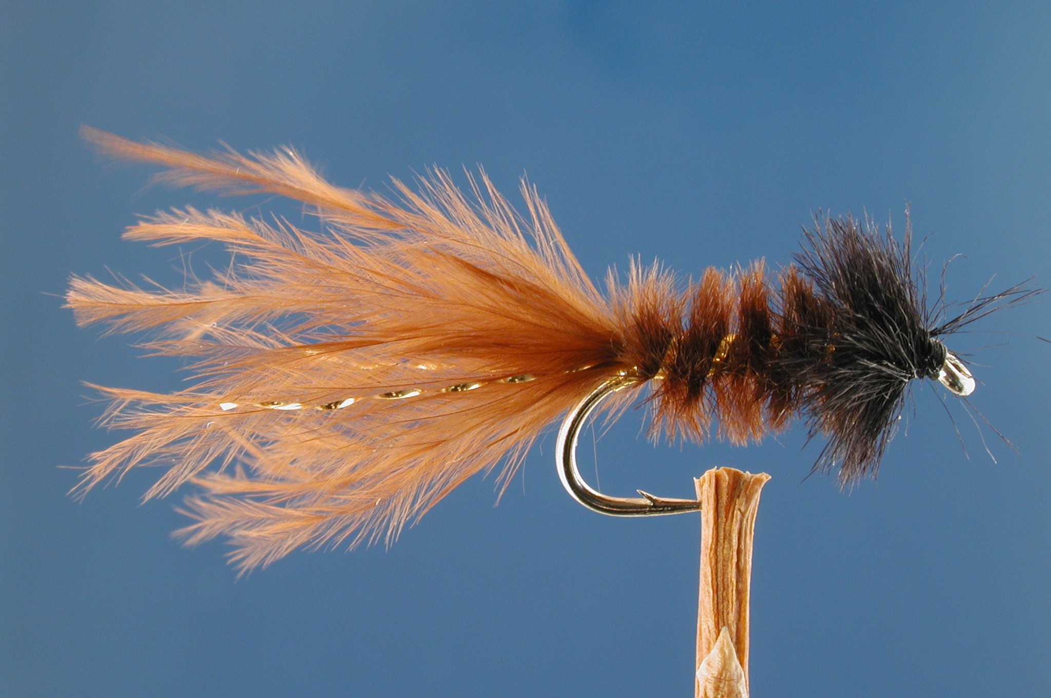 Morgans Sedge Pupa