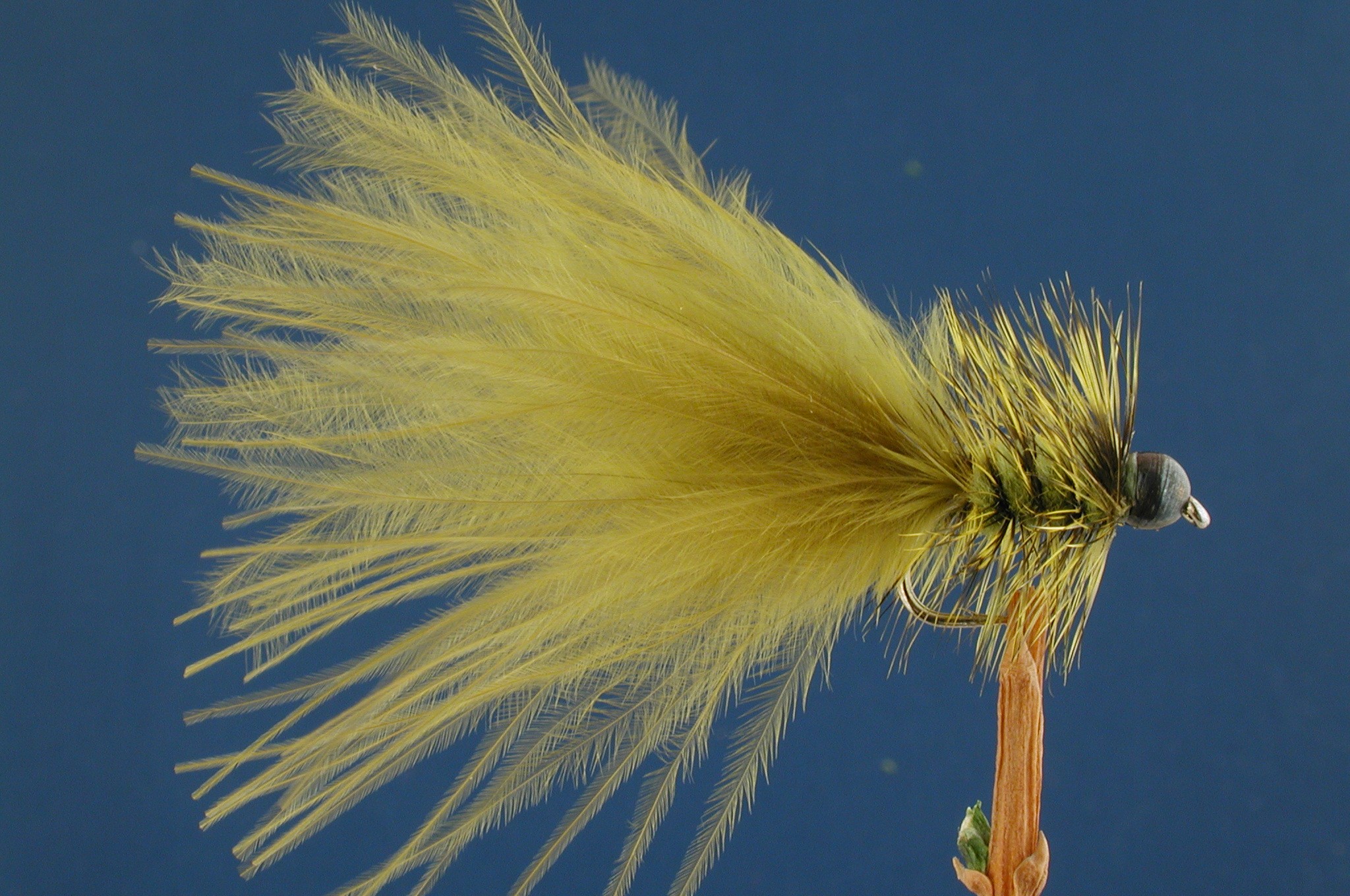 Olive Leadhead
