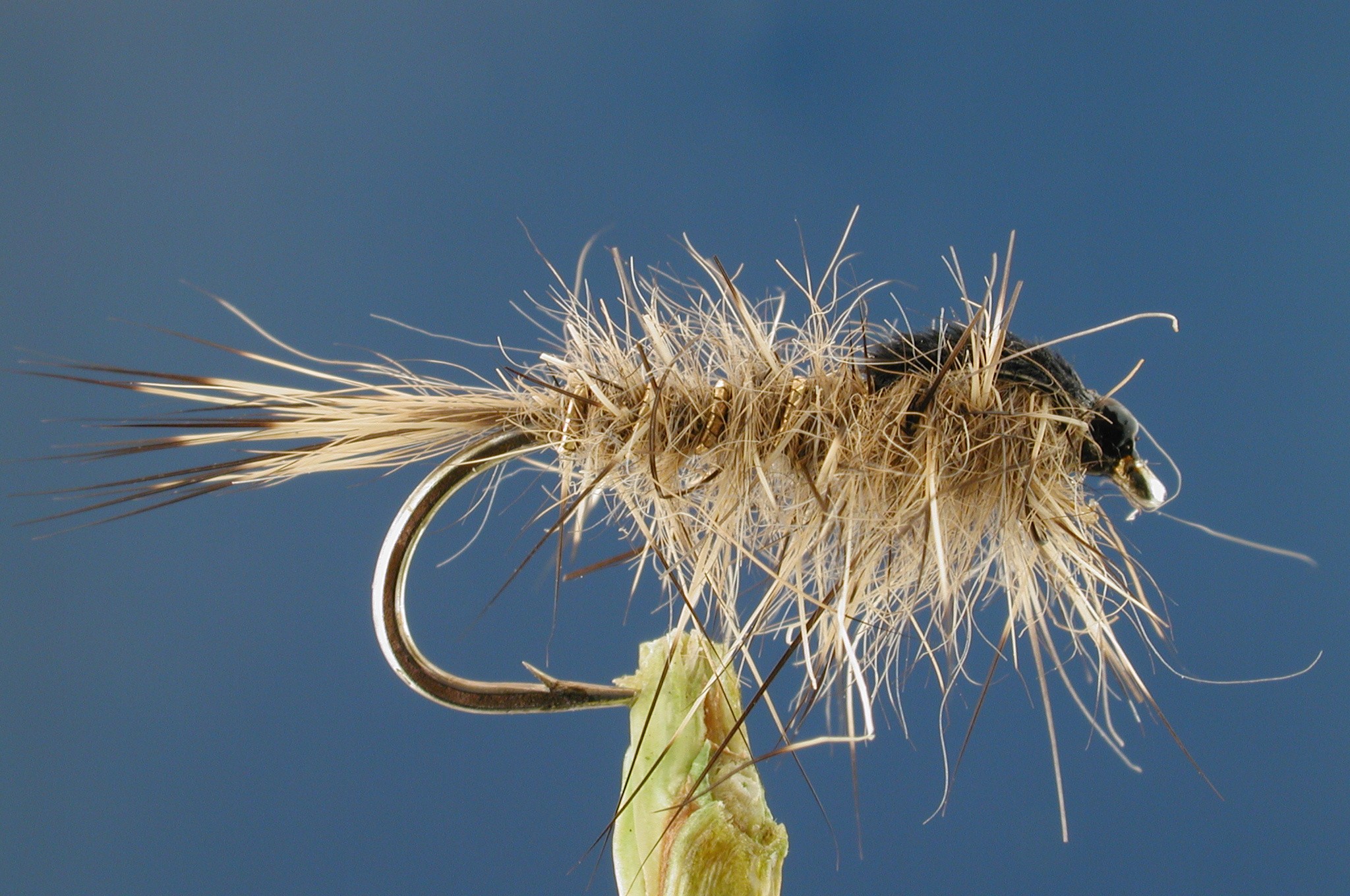 American GRHE Nymph